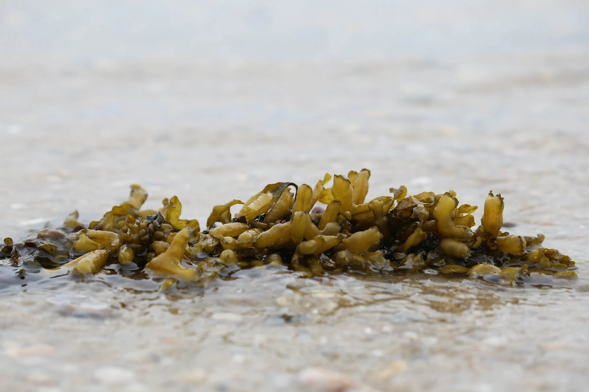 Sunken Meadow State Park, Long Island, New York