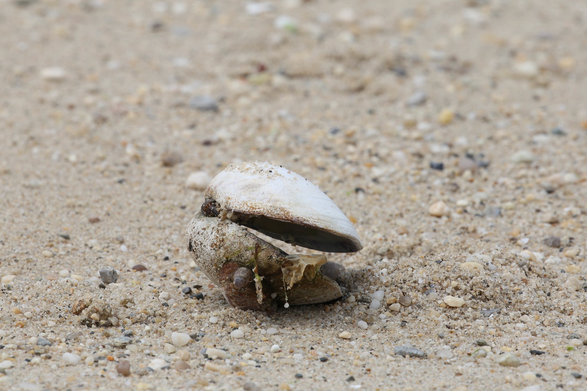 Sunken Meadow State Park, Long Island, New York