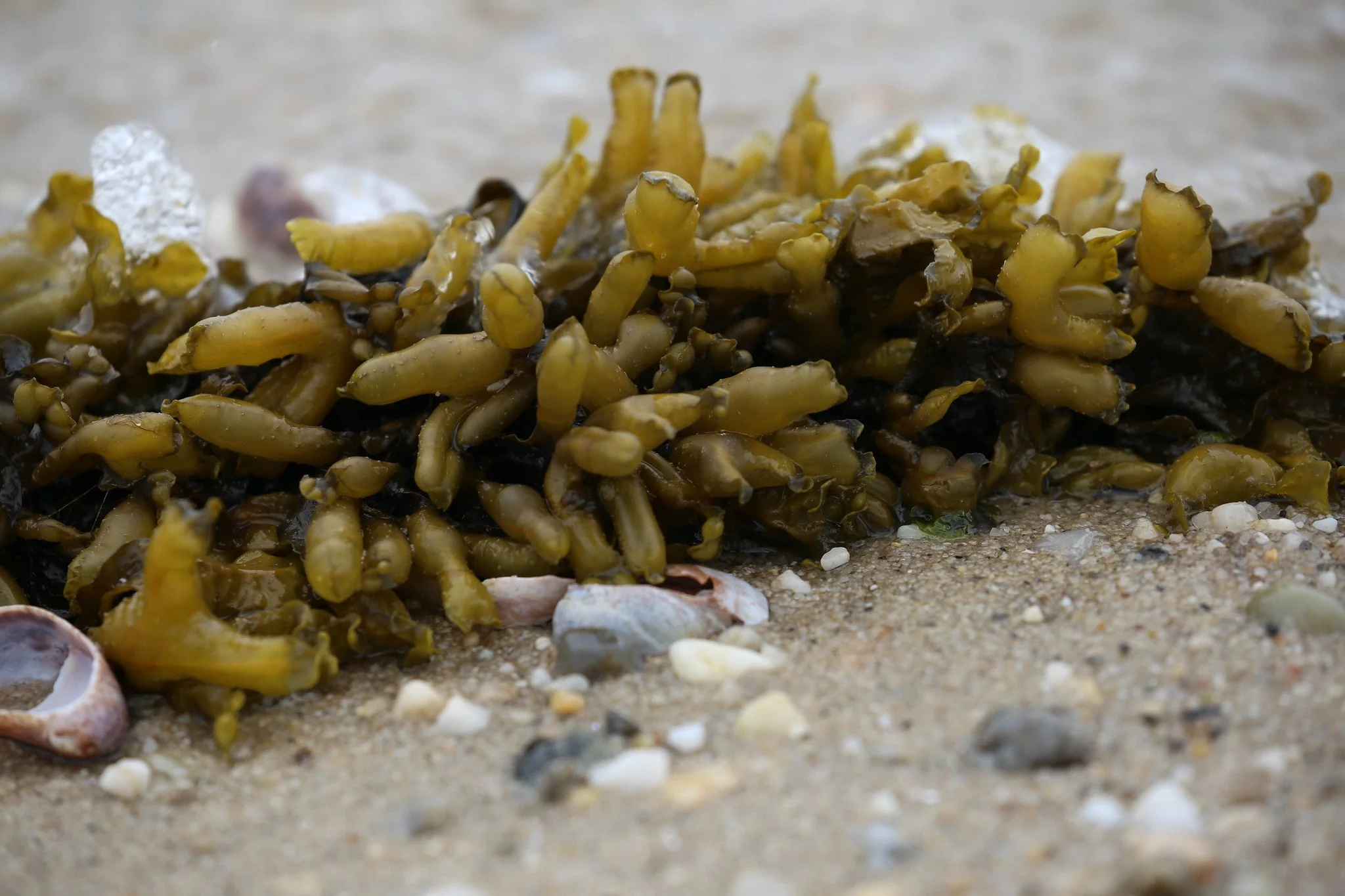 Sunken Meadow State Park, Long Island, New York