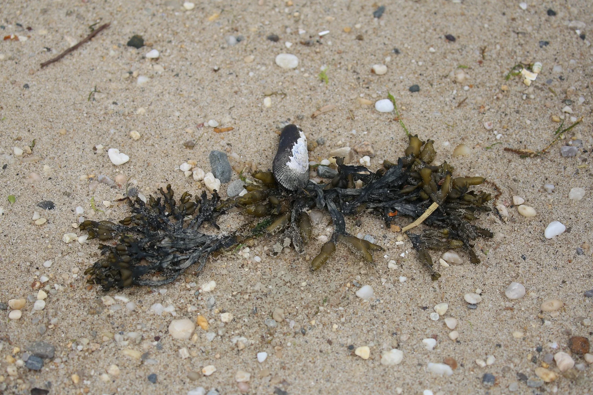 Sunken Meadow State Park, Long Island, New York