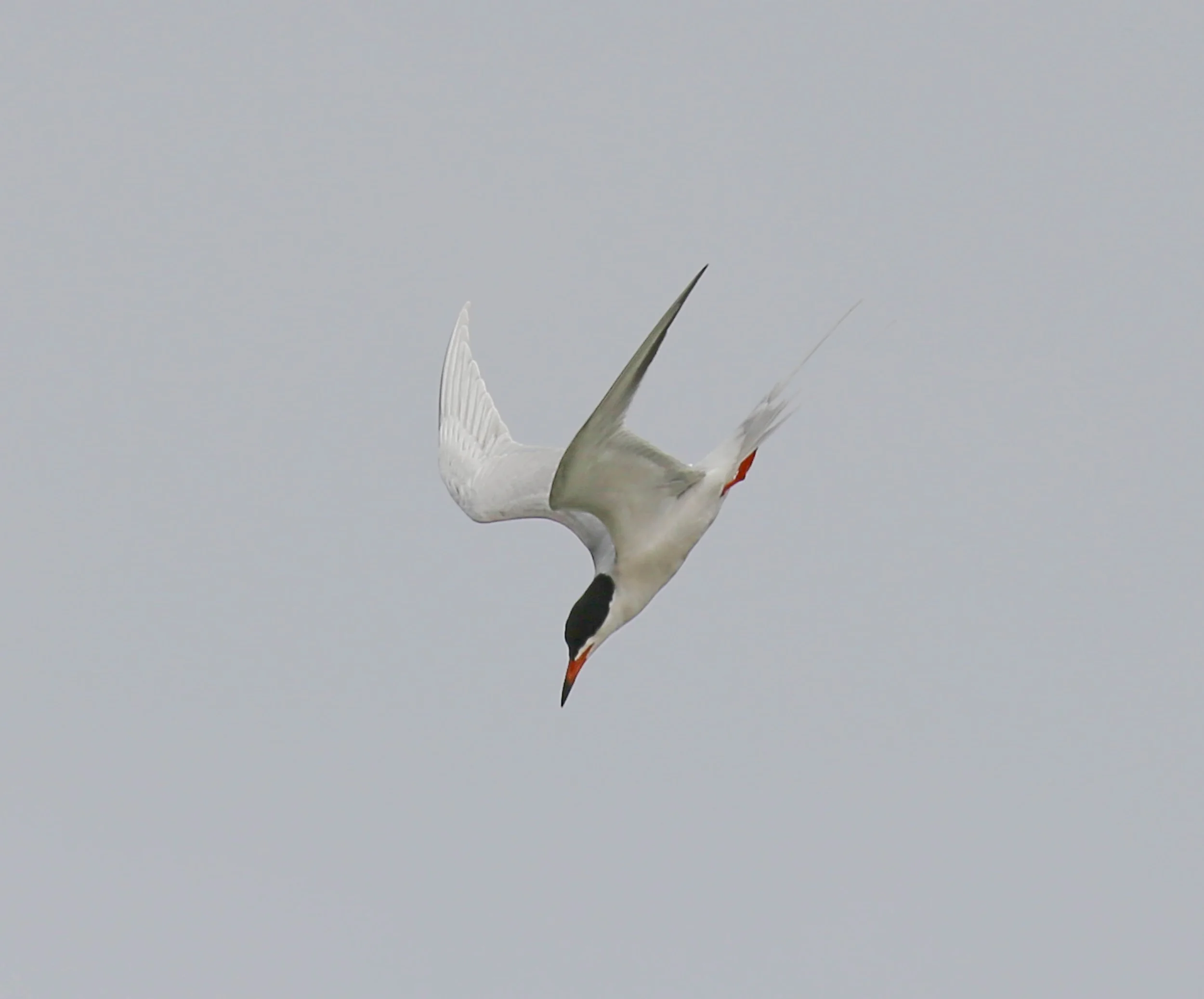 Common Tern, Sterna hirundo