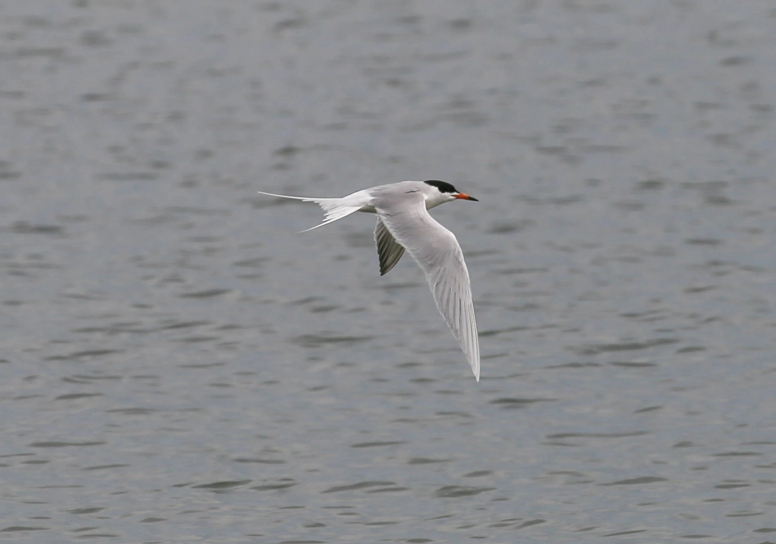 Common Tern, Sterna hirundo