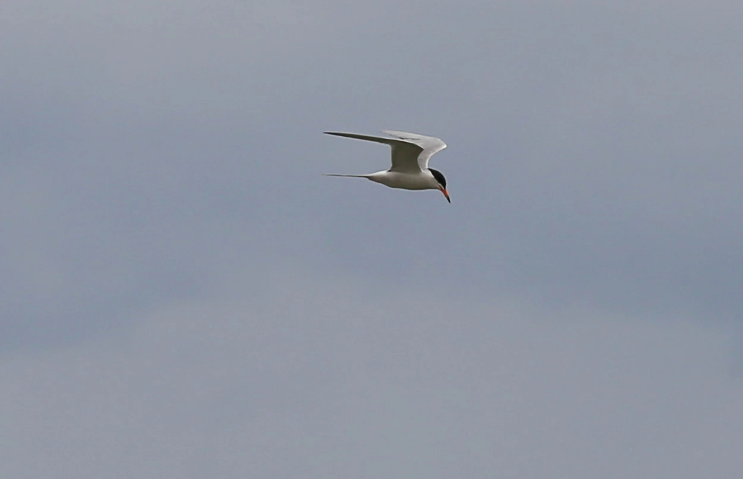 Common Tern, Sterna hirundo