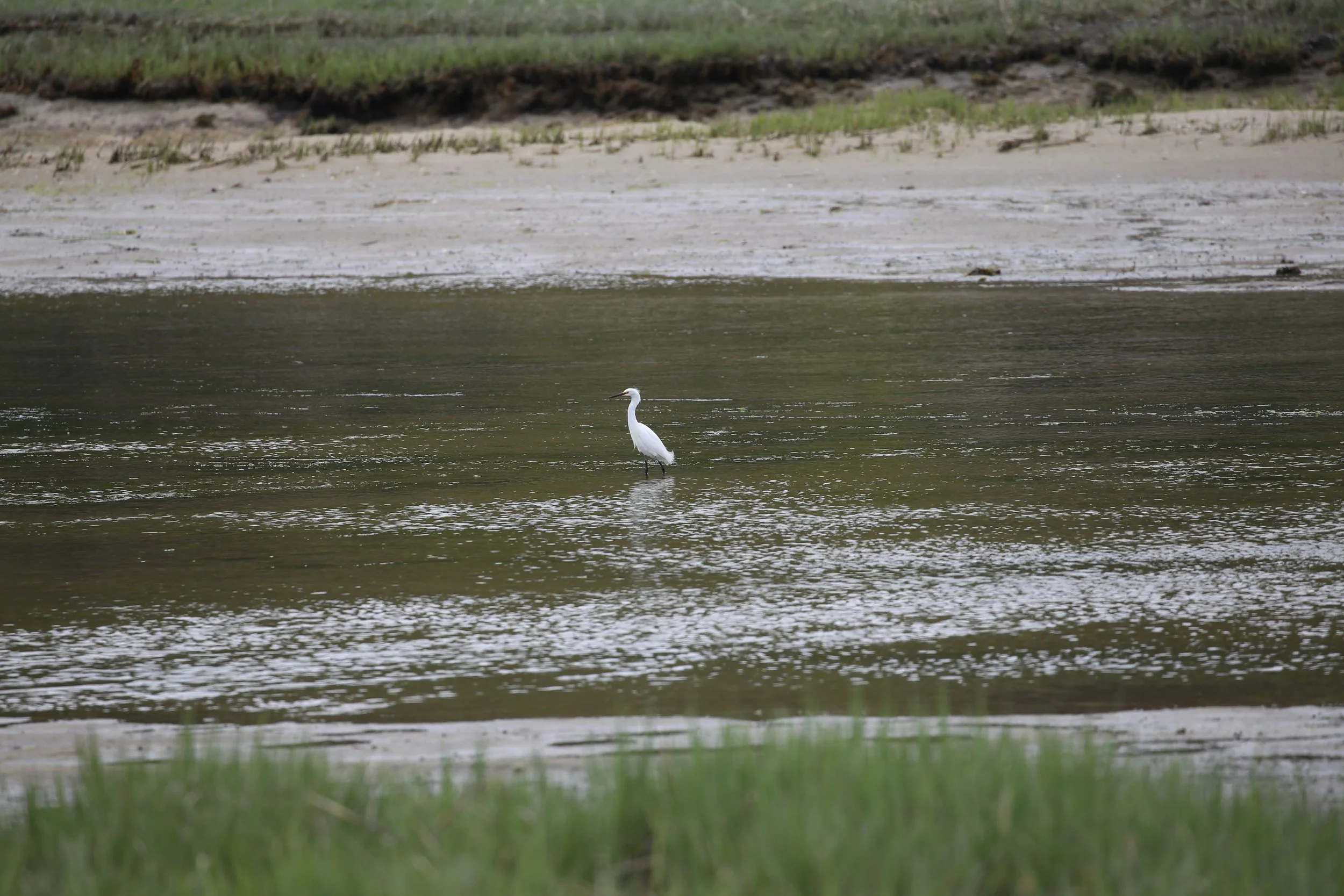 Snowy Egret, Egretta thula