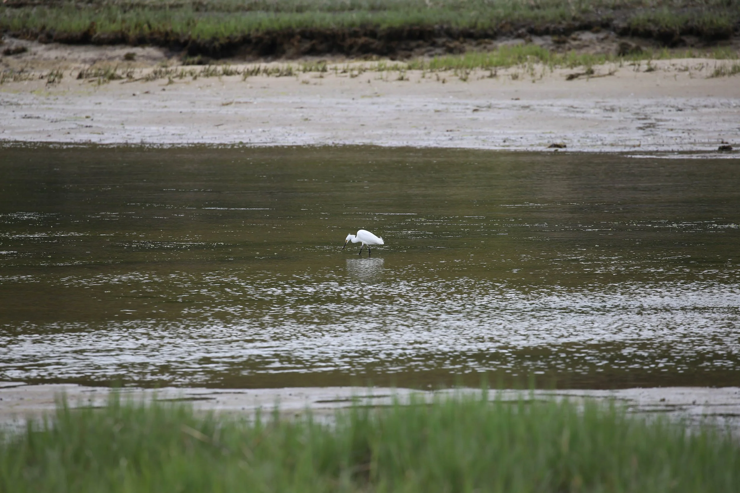 Snowy Egret, Egretta thula