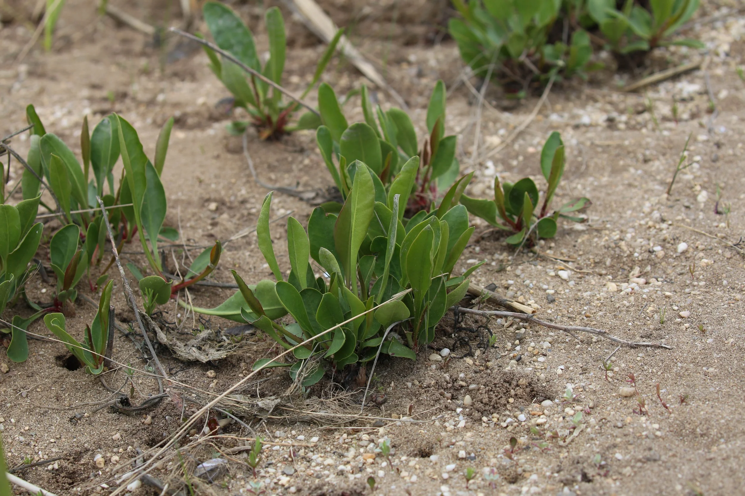 Beach pea
