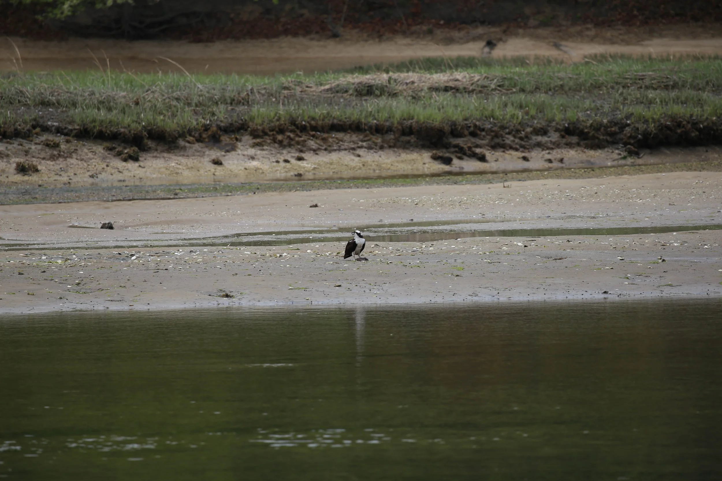 Osprey, Pandion haliaetus