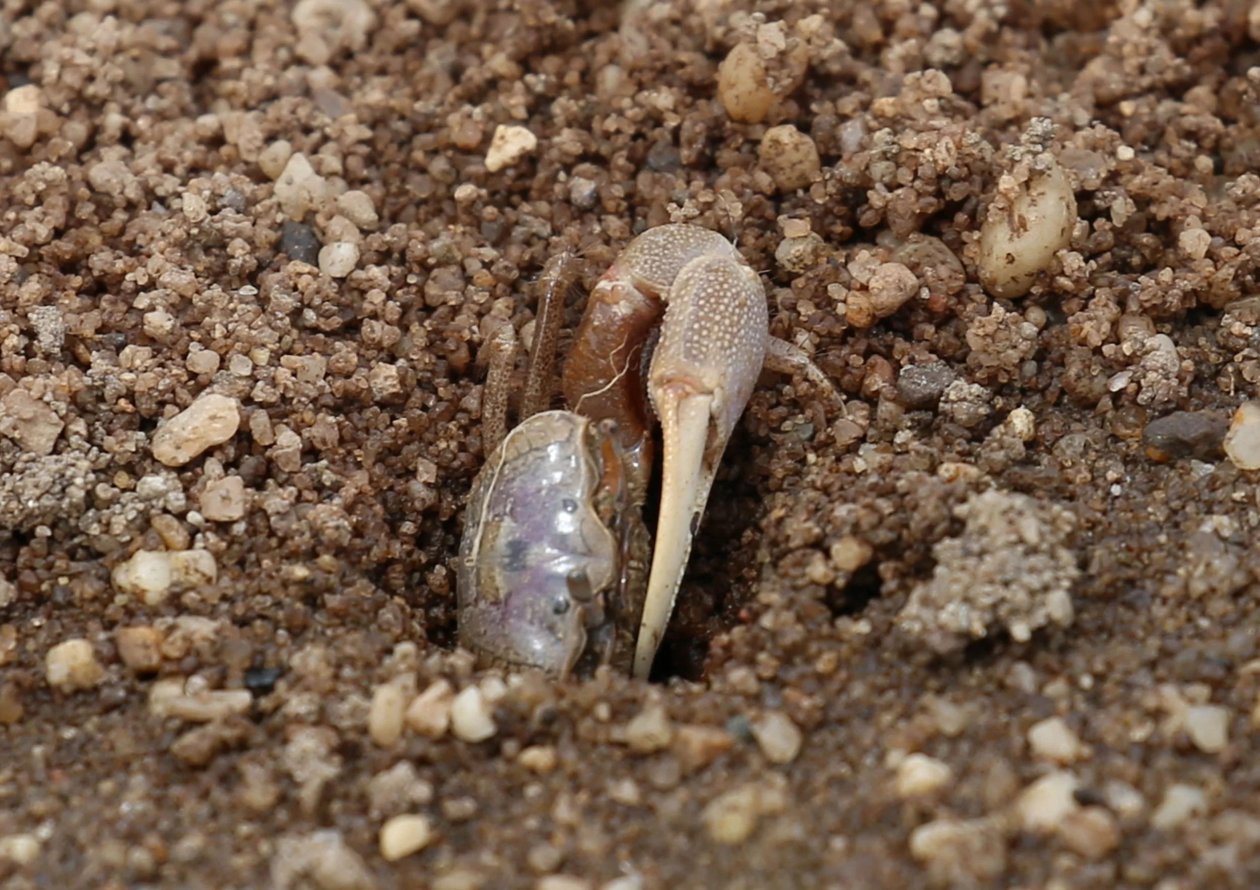 Fiddler Crab