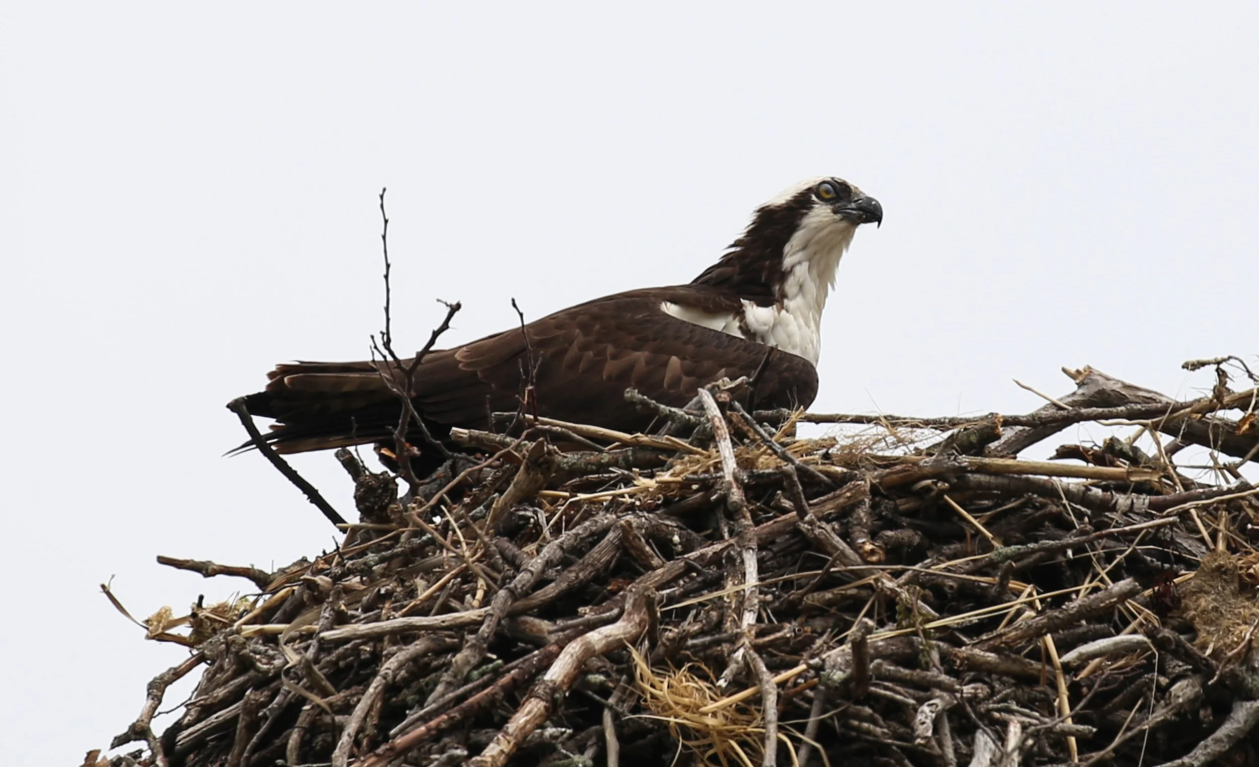 Osprey, Pandion haliaetus