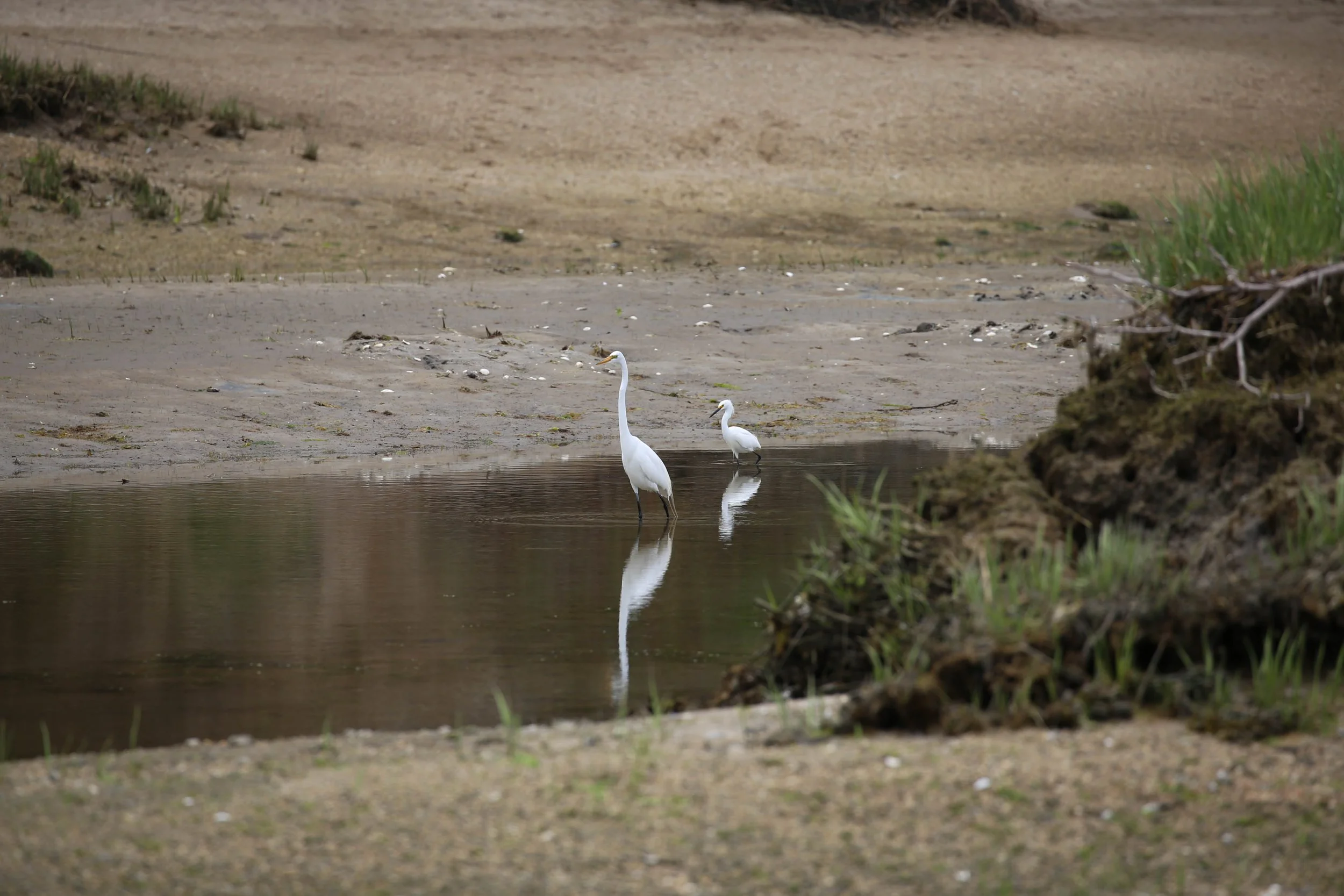 Great Egret, Ardea alba &amp; Snowy Egret, Egretta thula