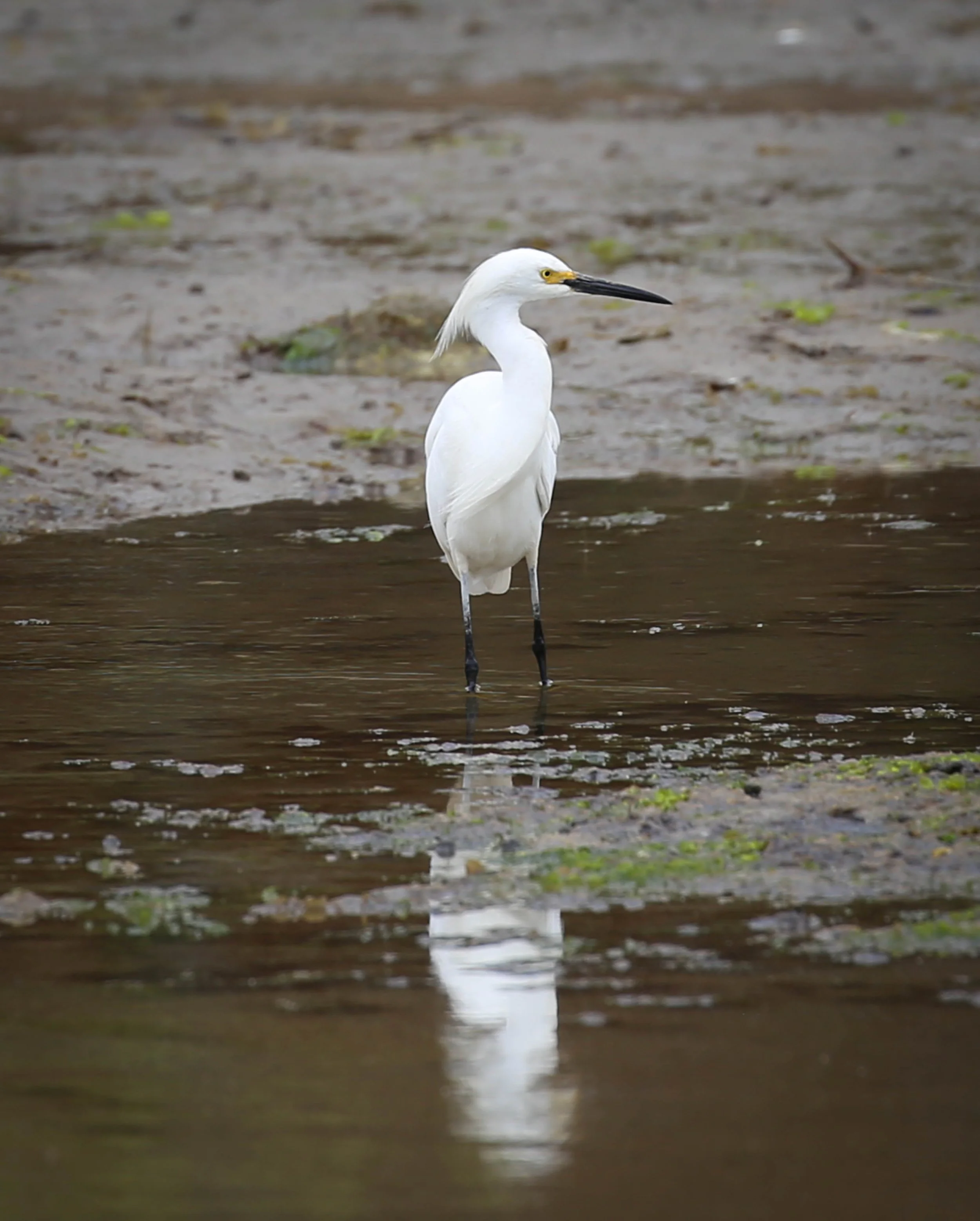 Snowy Egret, Egretta thula