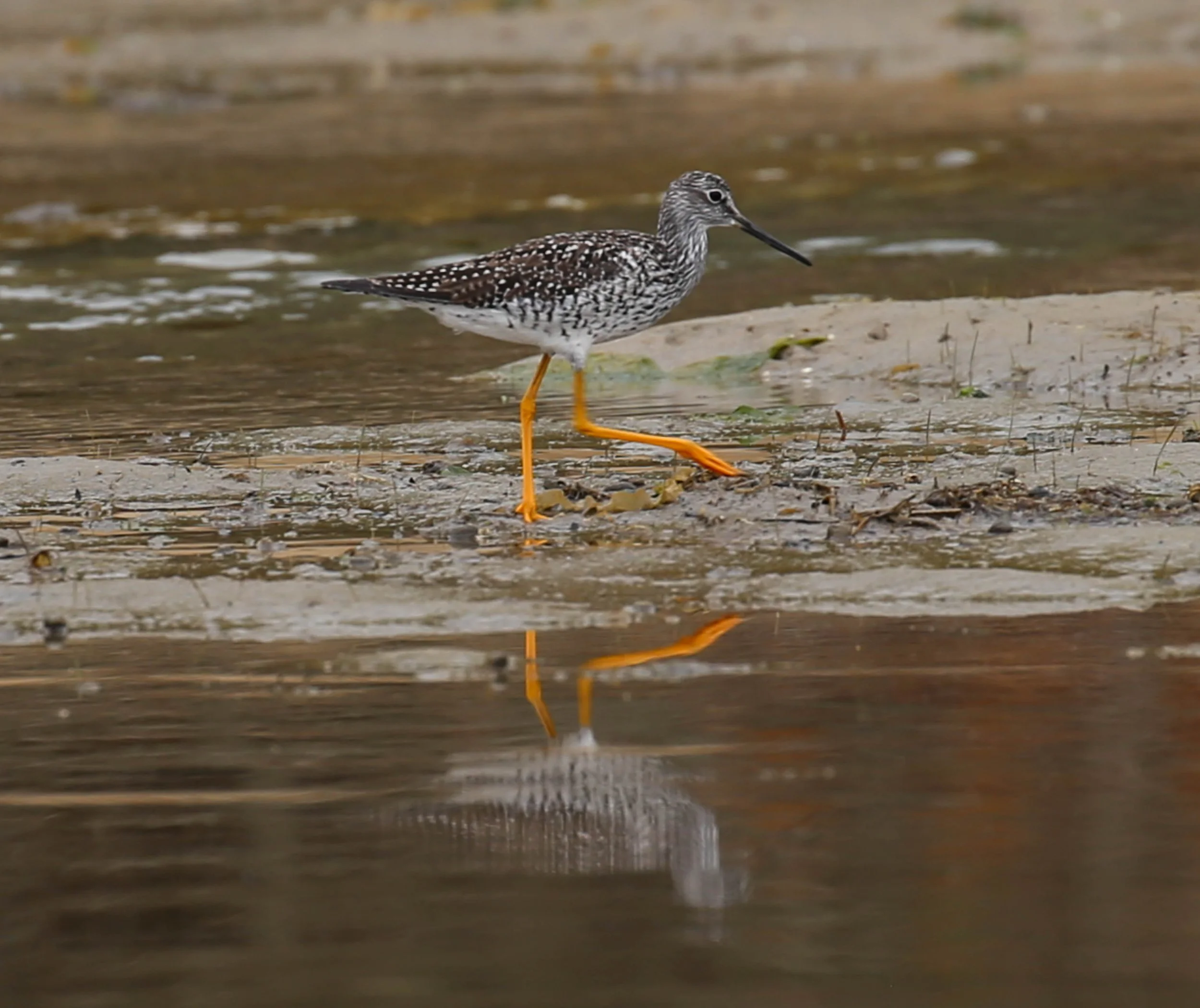Greater Yellowlegs, Tringa melanoleuca