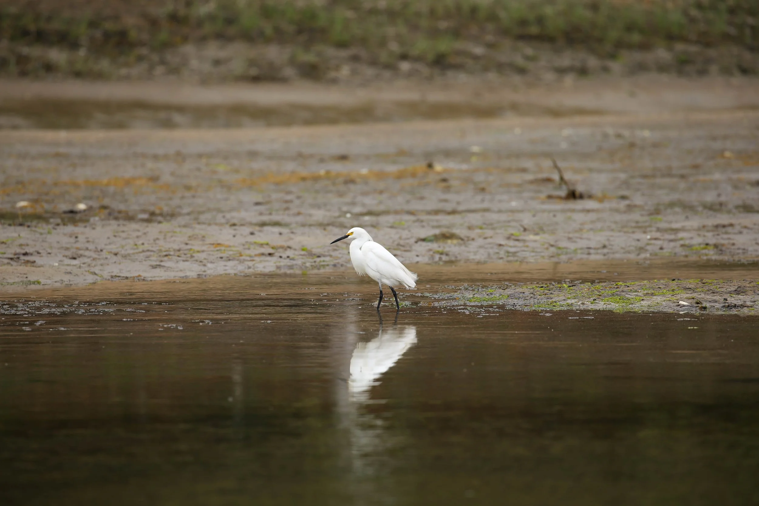 Snowy Egret, Egretta thula
