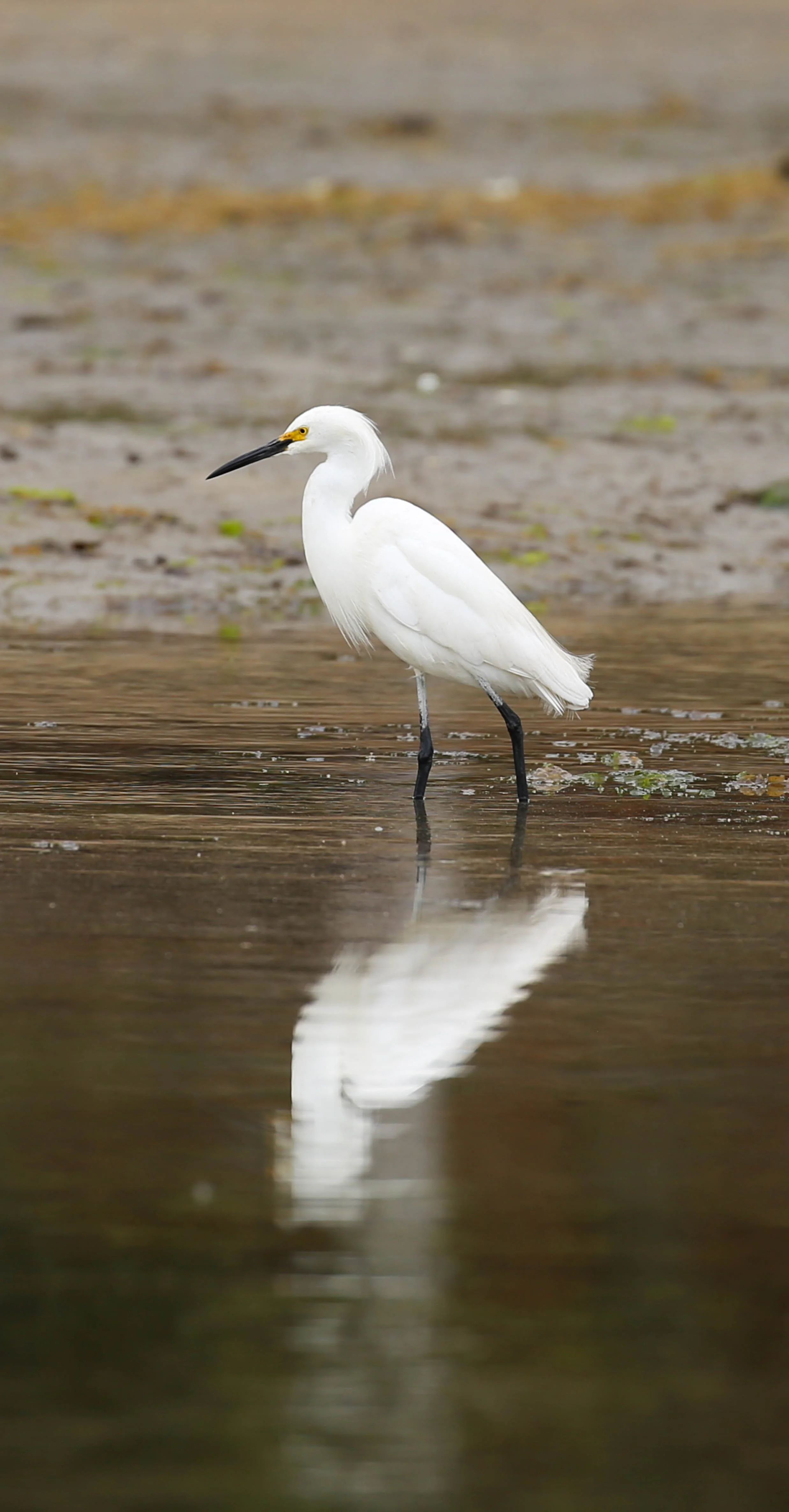 Snowy Egret, Egretta thula