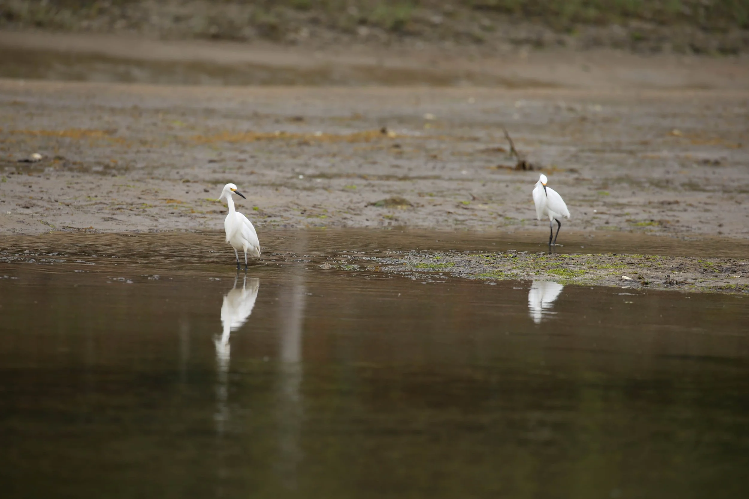 Snowy Egret, Egretta thula