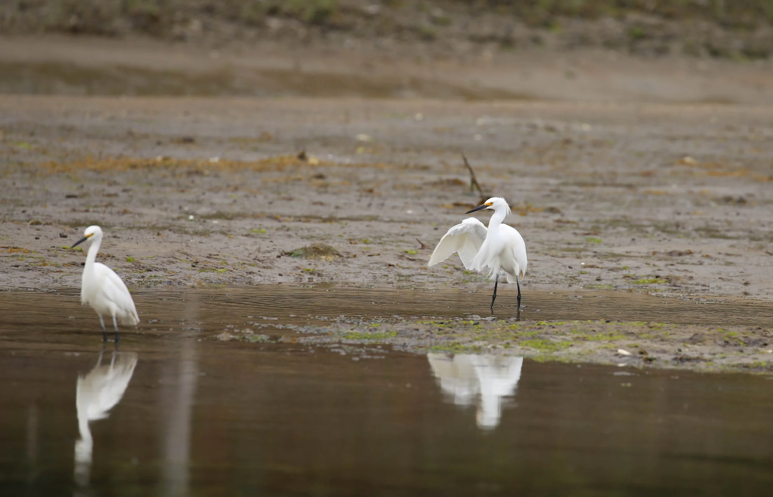 Snowy Egret, Egretta thula
