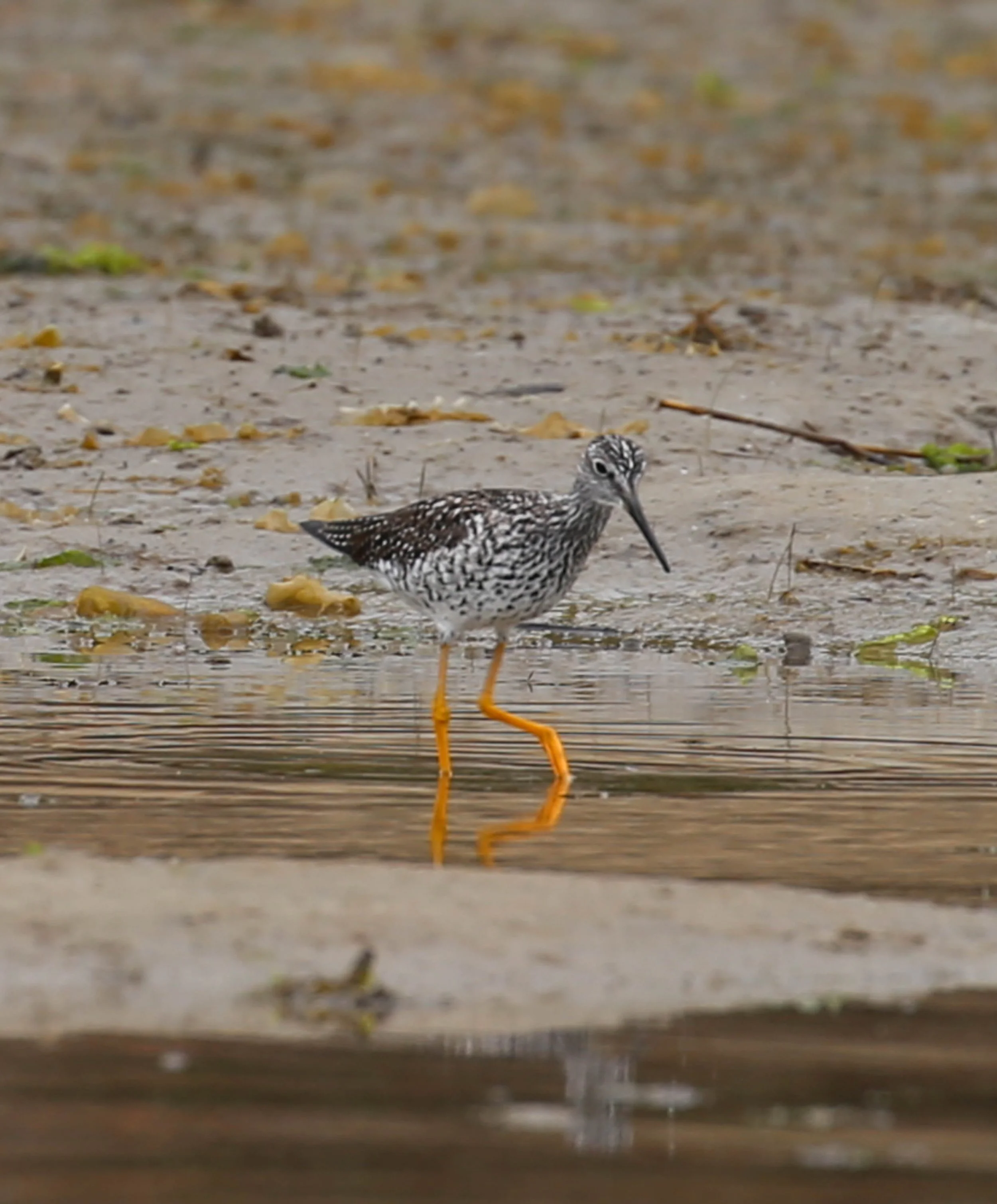 Greater Yellowlegs, Tringa melanoleuca