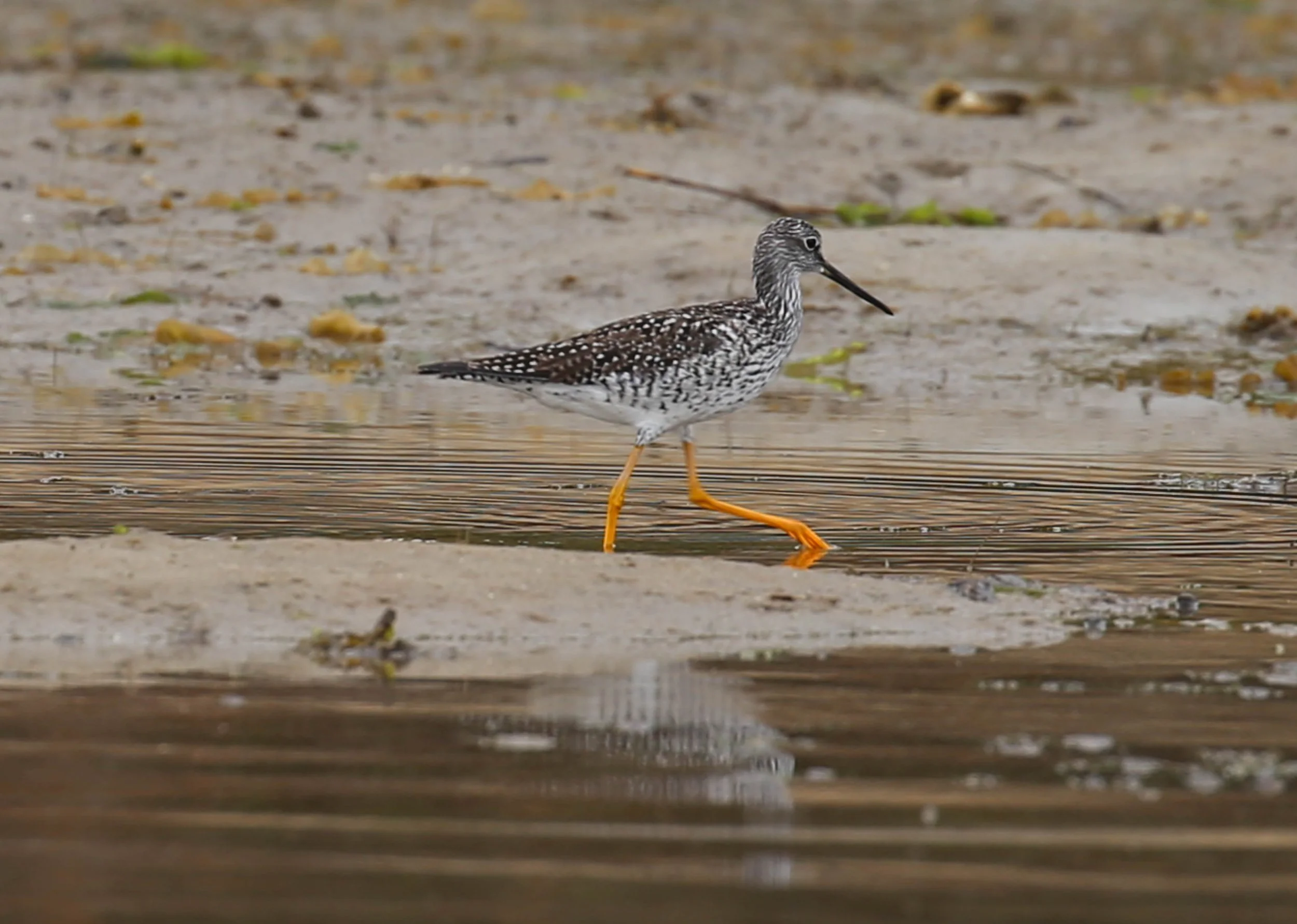 Greater Yellowlegs, Tringa melanoleuca