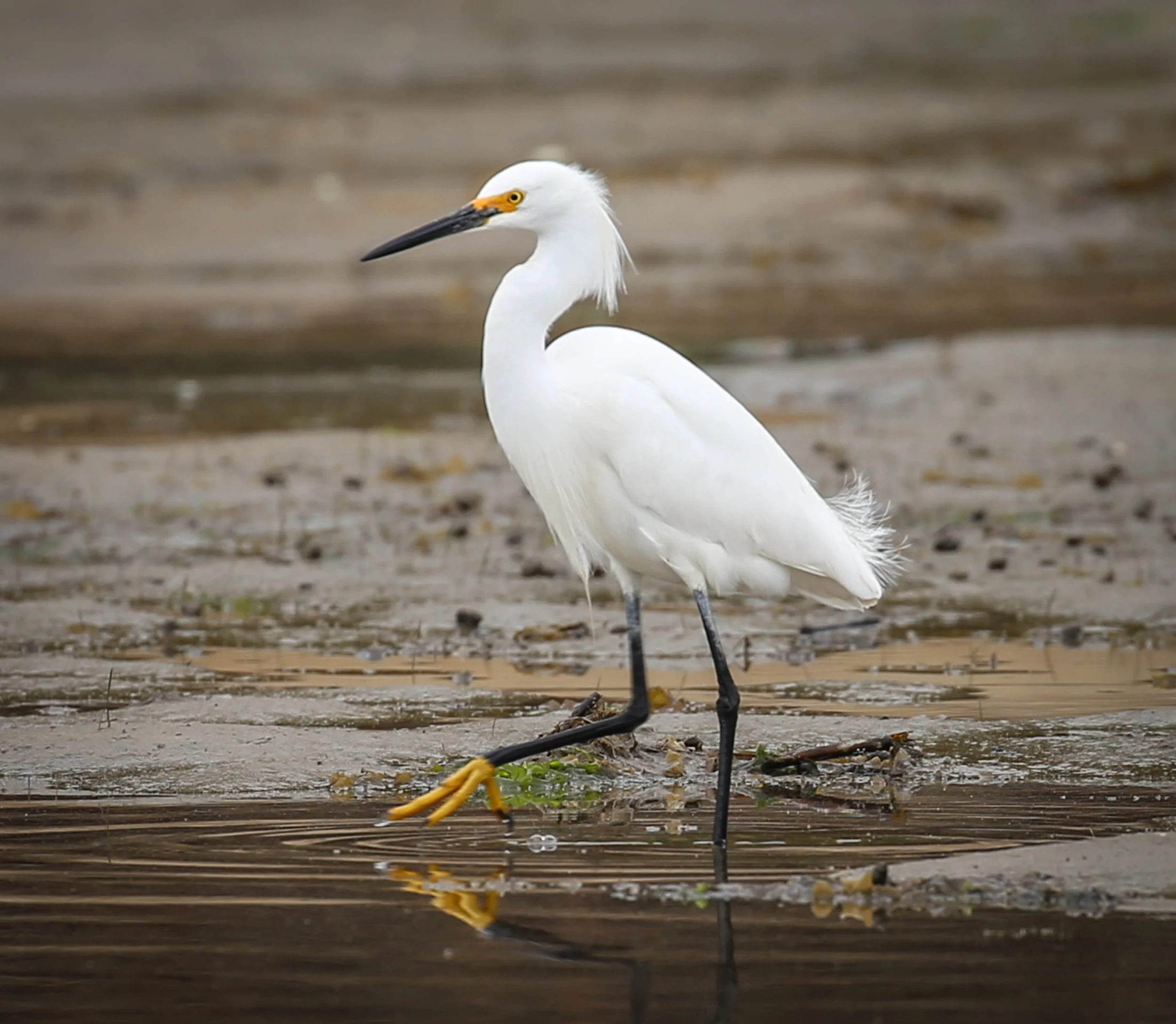 Snowy Egret, Egretta thula
