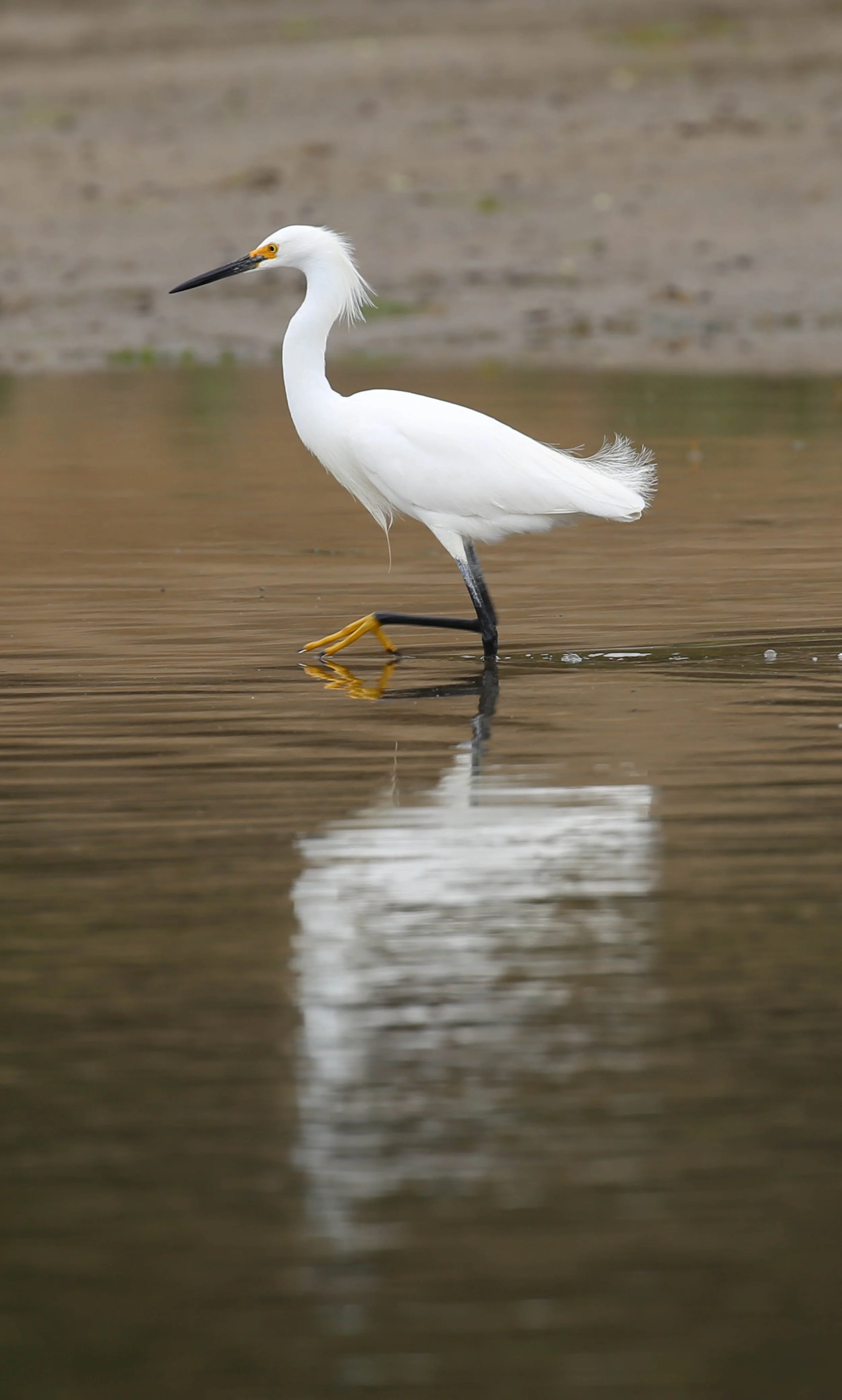 Snowy Egret, Egretta thula