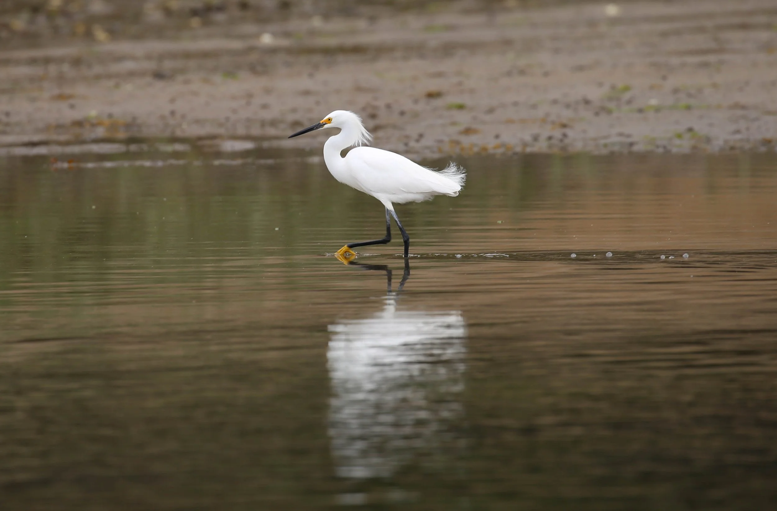 Snowy Egret, Egretta thula