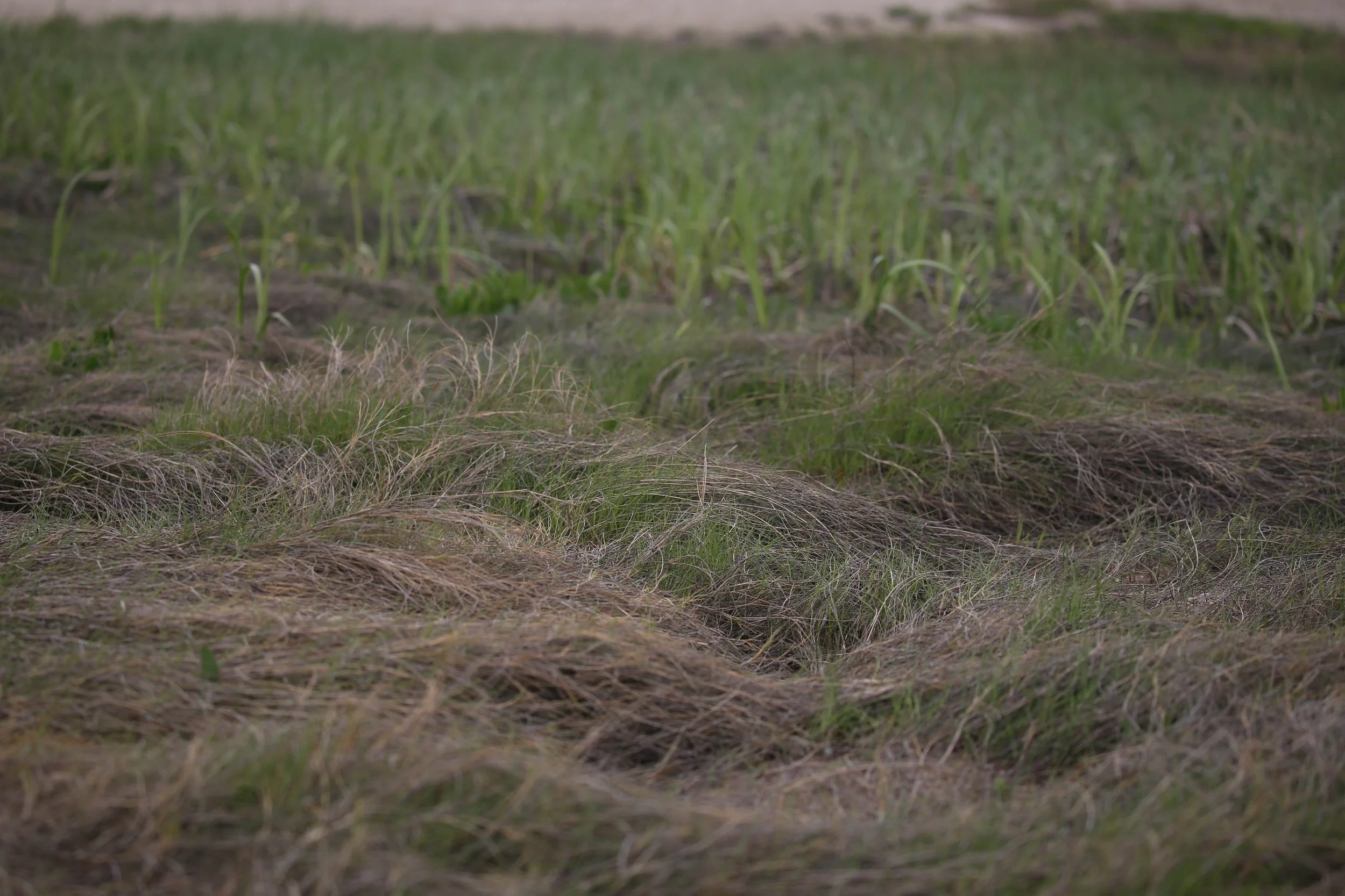 Saltmeadow cordgrass