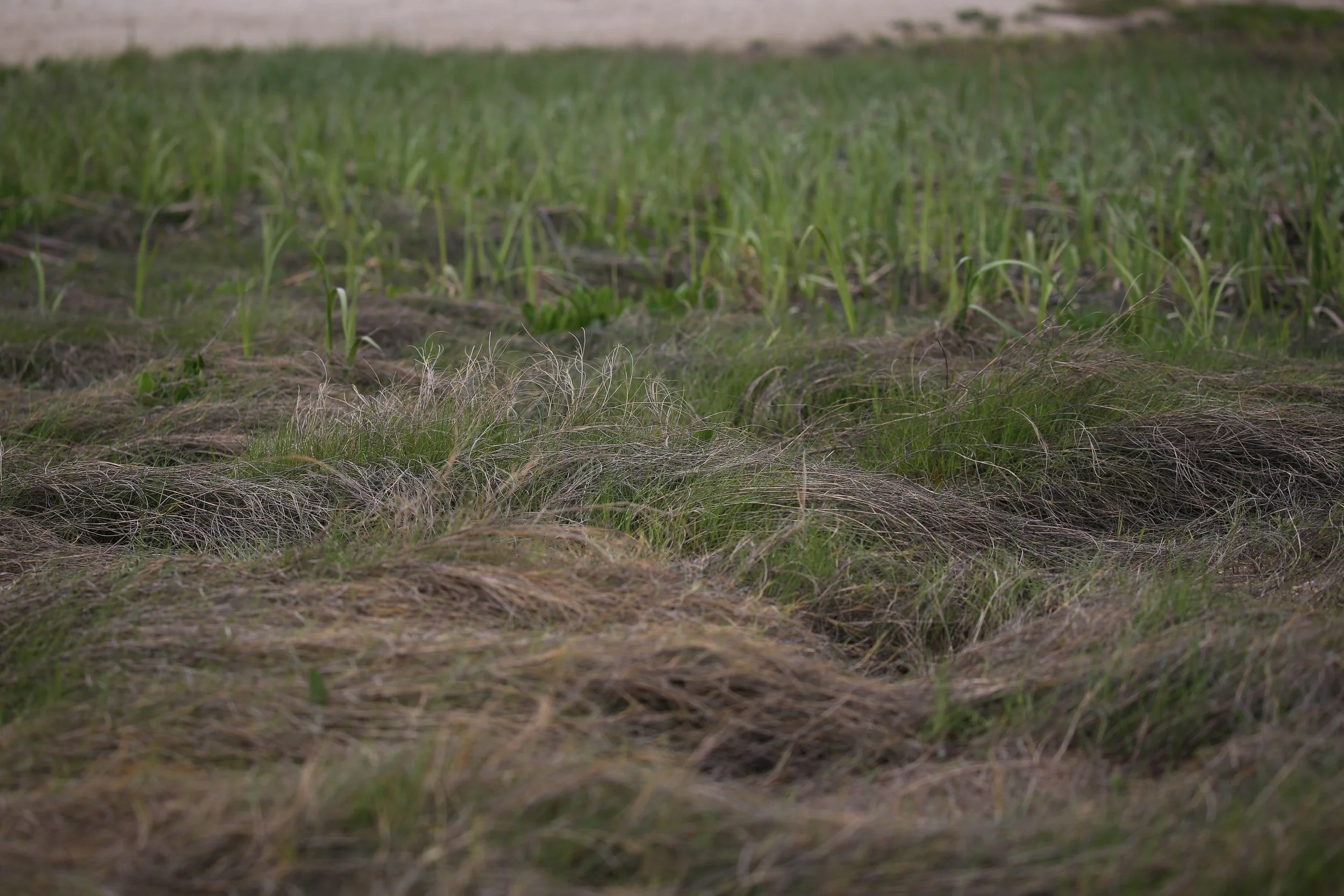 Saltmeadow cordgrass