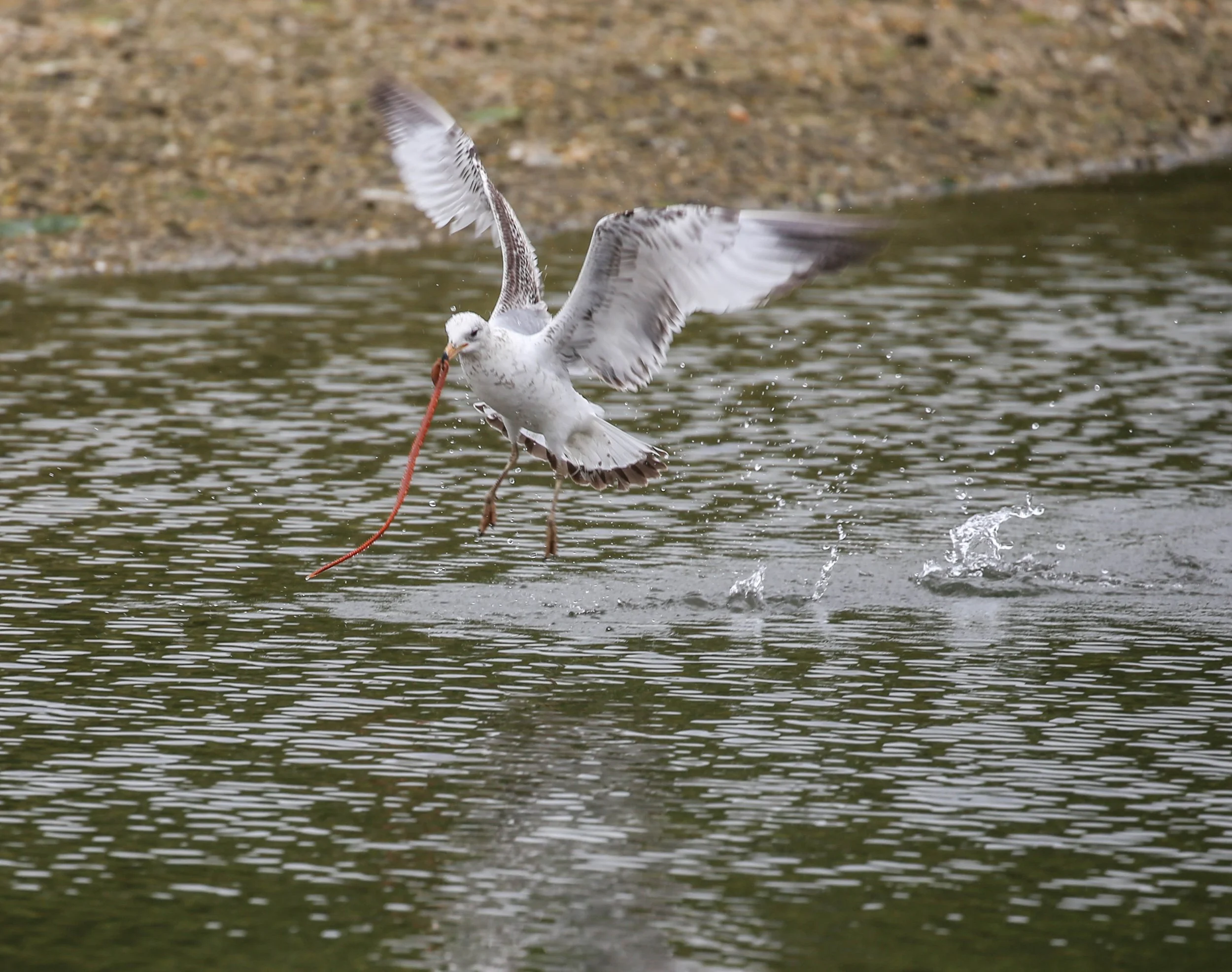Gull with Bristle Worm