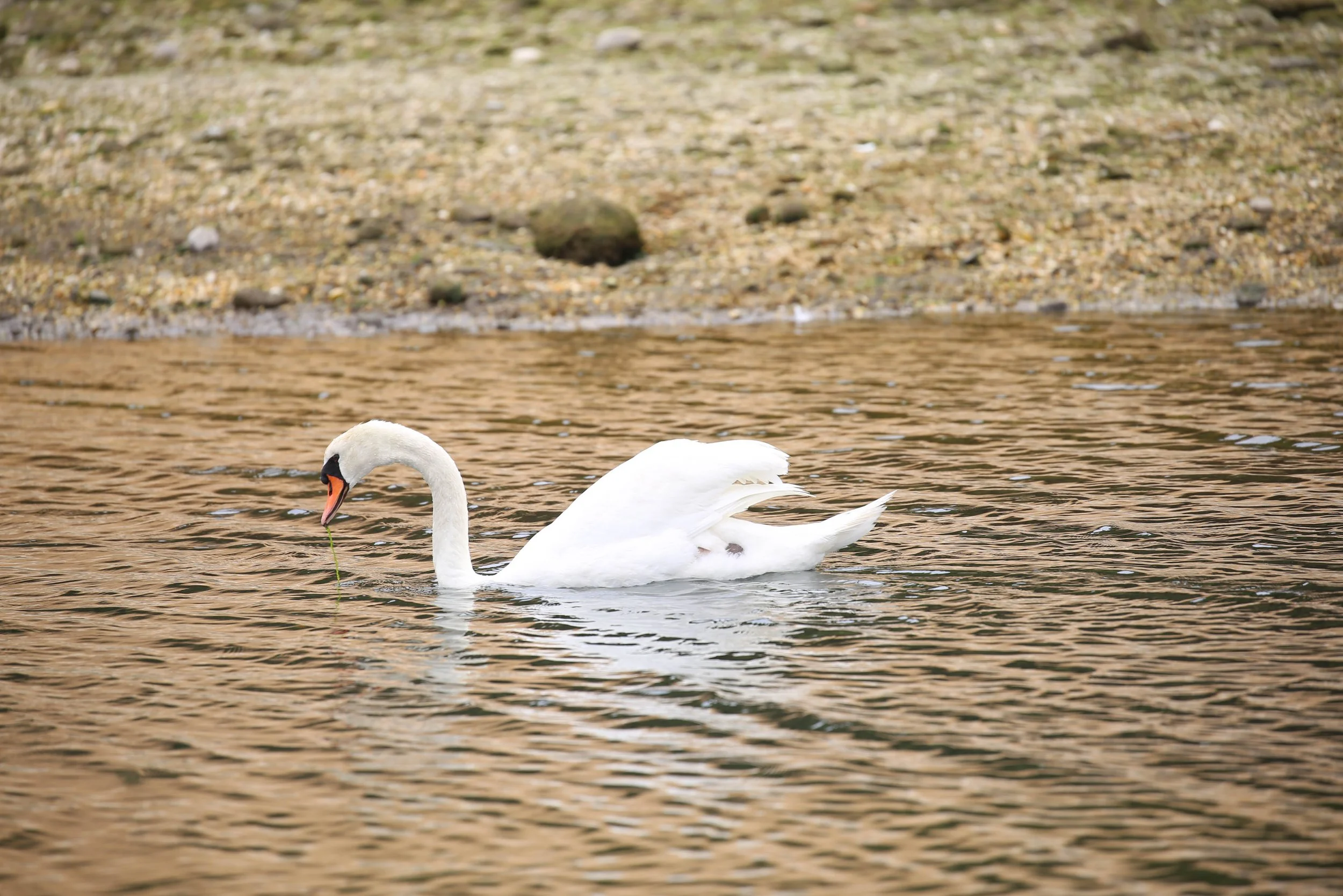 Mute Swan, Cygnus olor