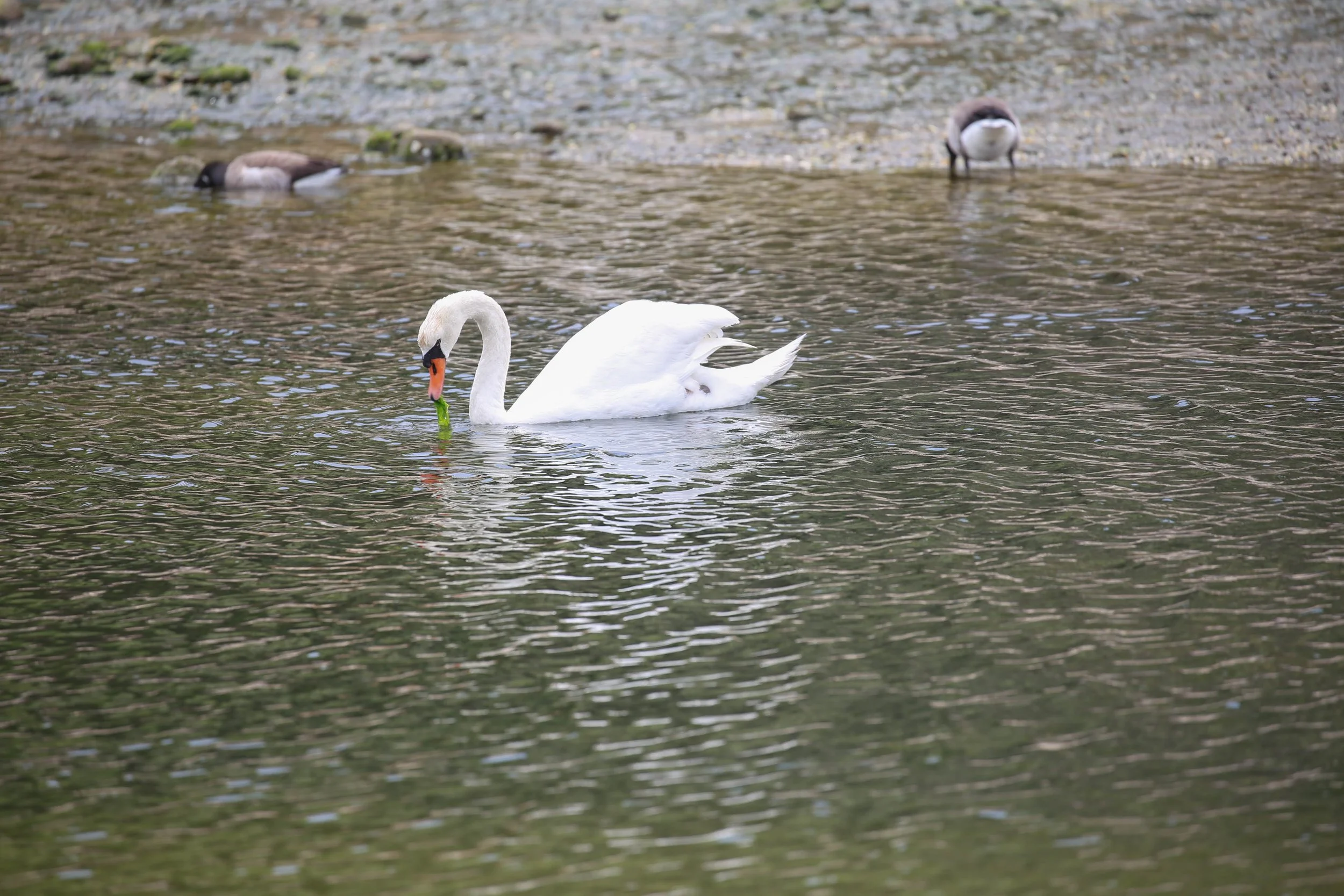 Mute Swan, Cygnus olor