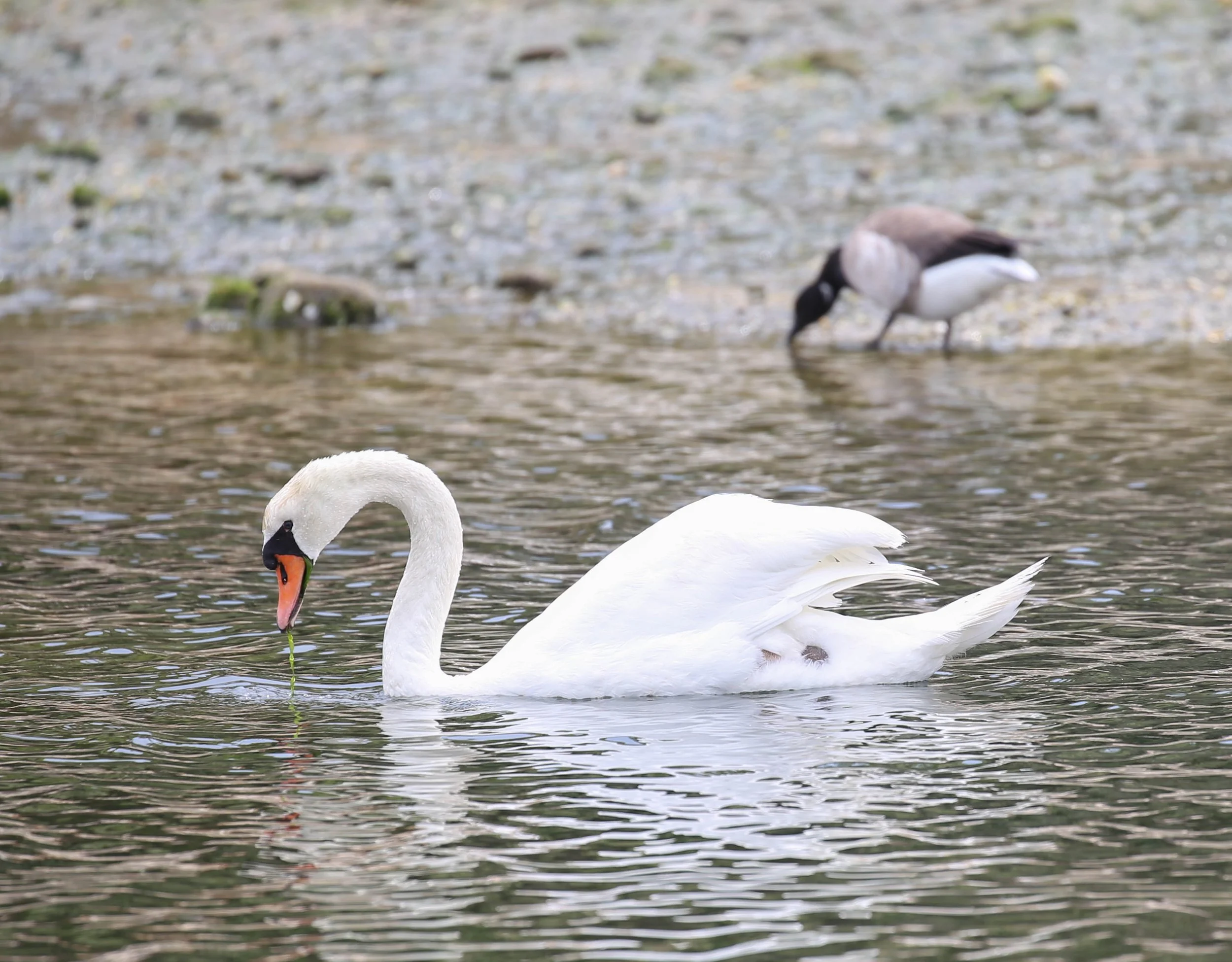 Mute Swan, Cygnus olor