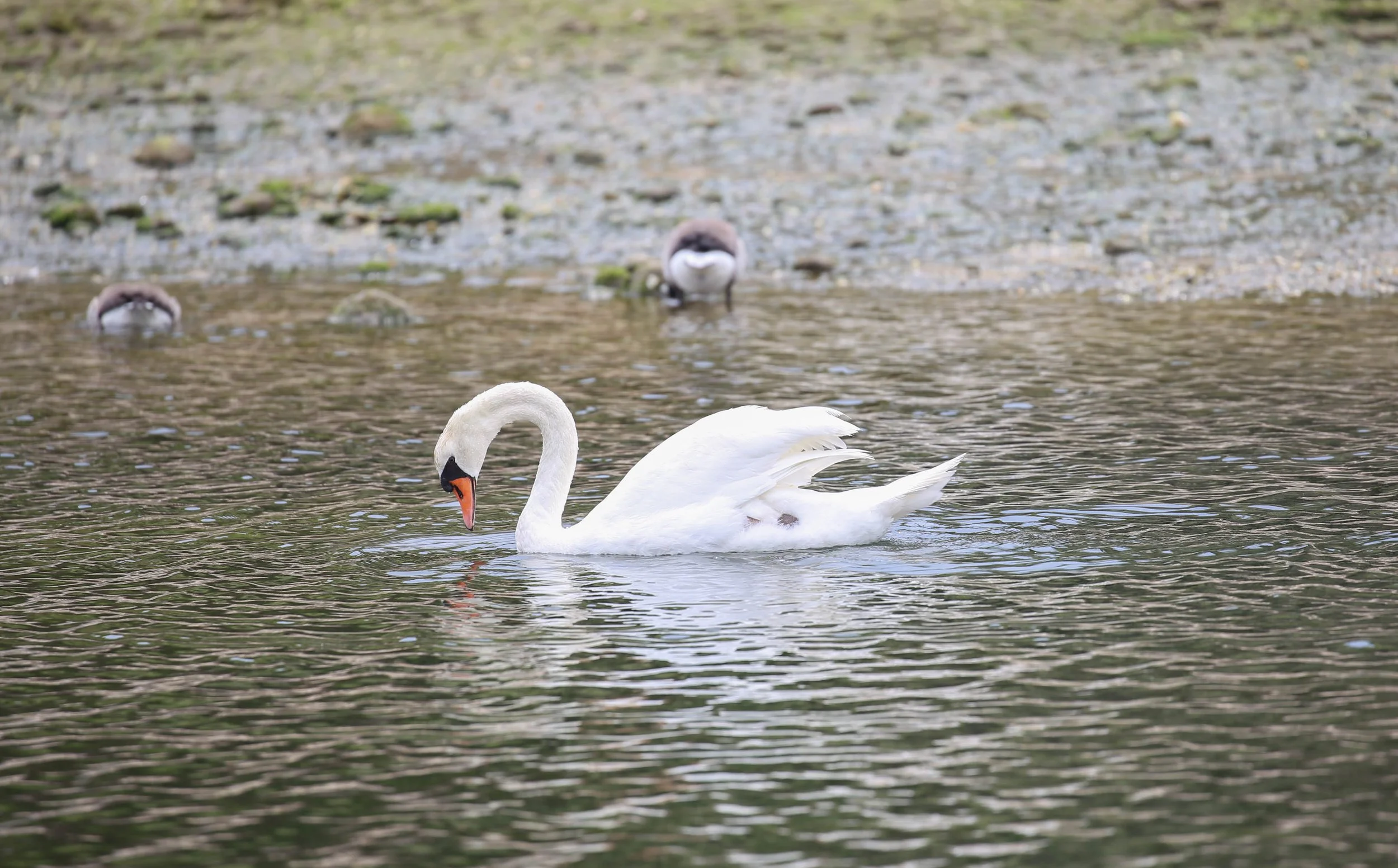 Mute Swan, Cygnus olor