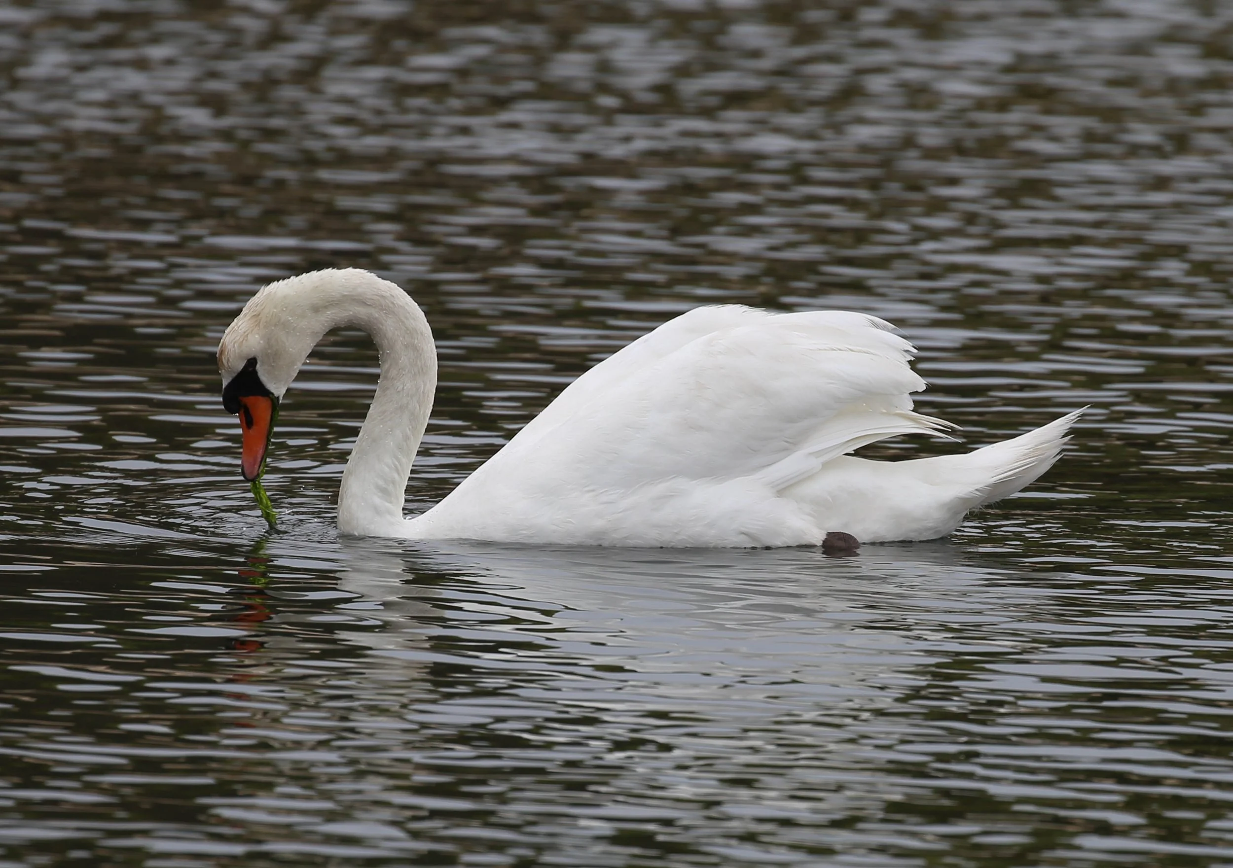 Mute Swan, Cygnus olor