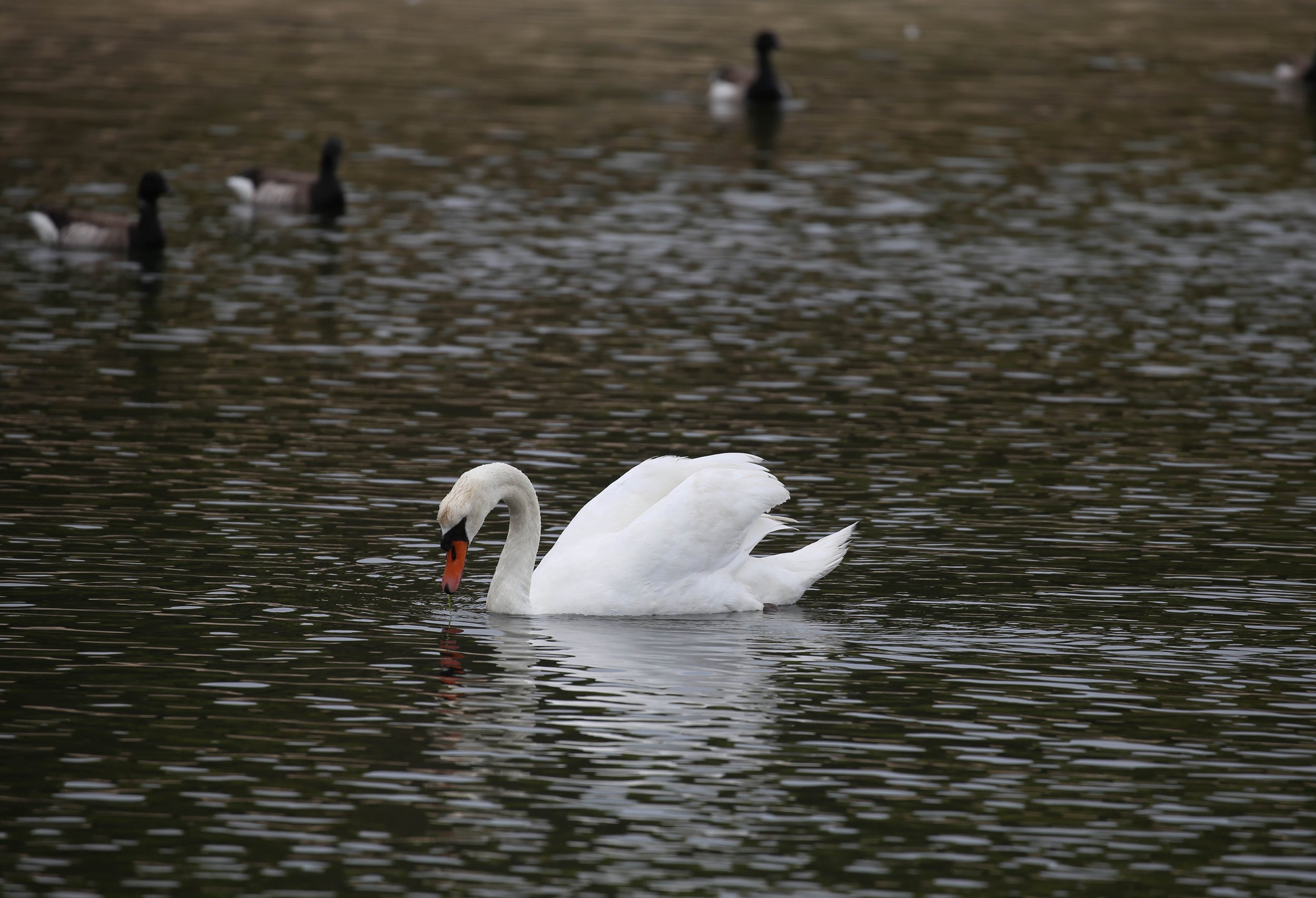 Mute Swan, Cygnus olor