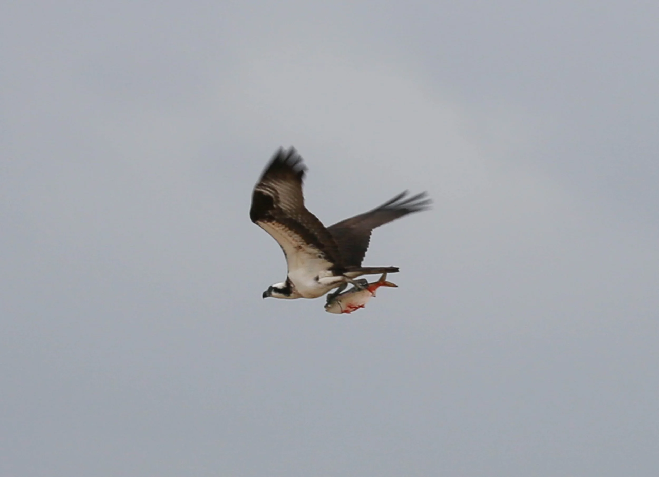 Osprey, Pandion haliaetus