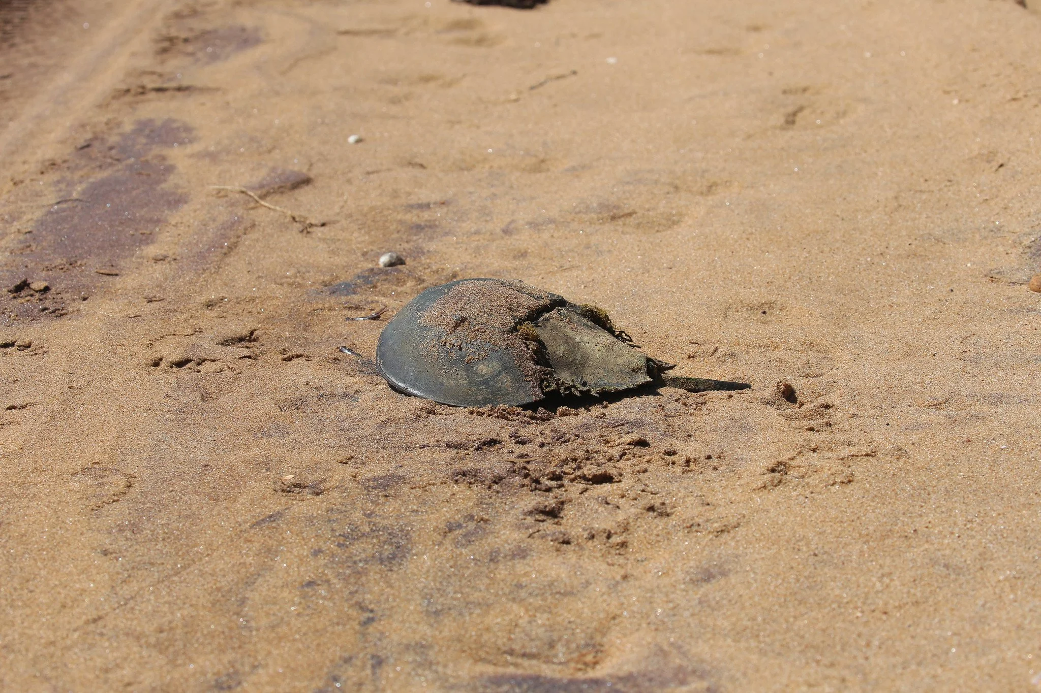 Montauk, NY, Hither Hills State Park