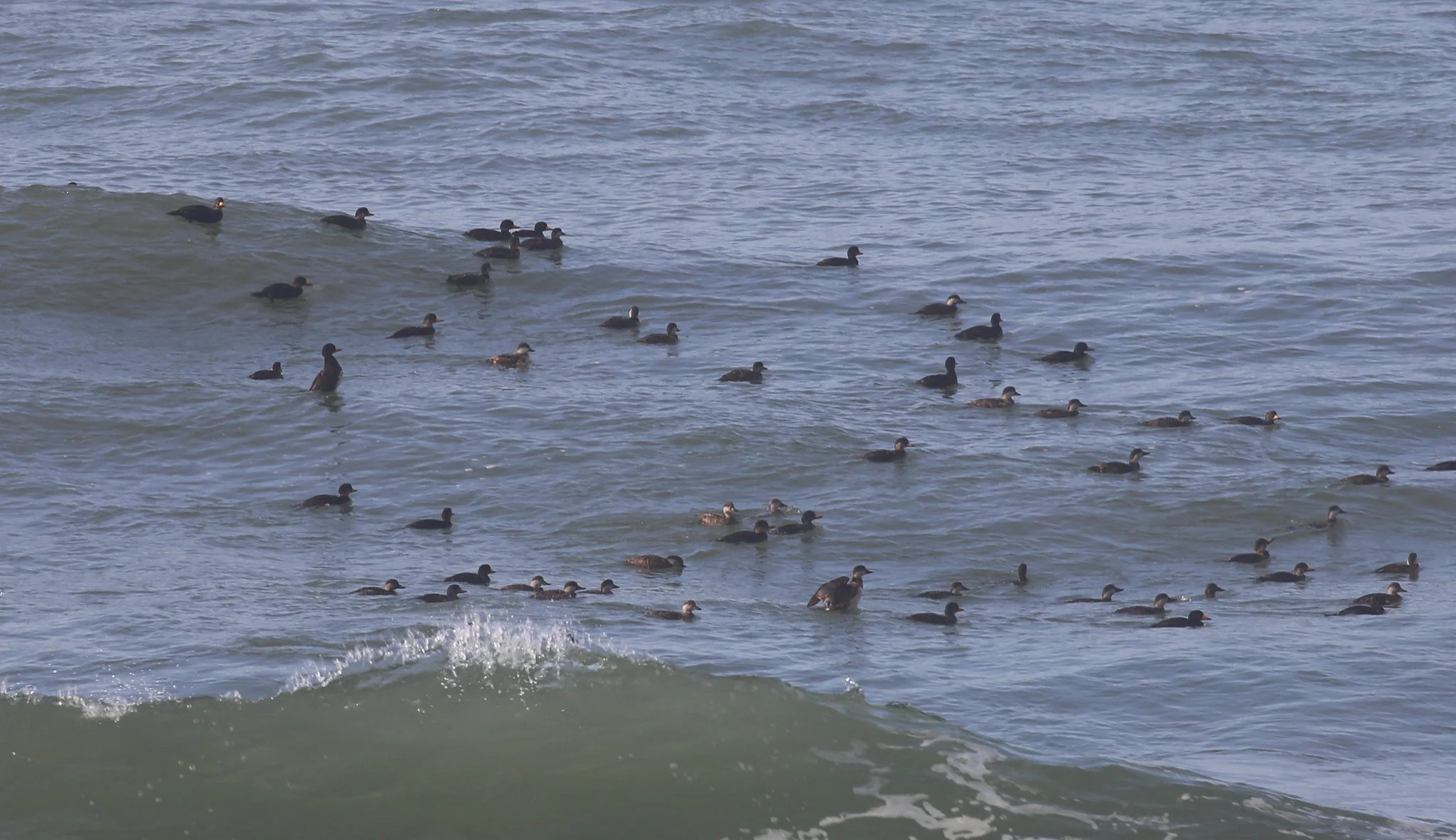 Montauk, NY, Shadmoor State Park