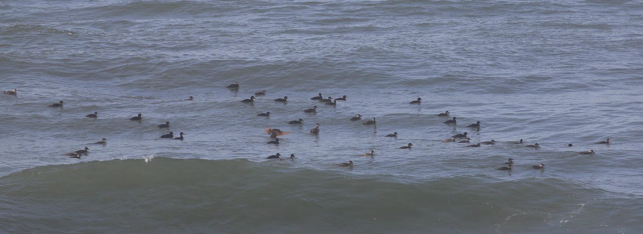 Montauk, NY, Shadmoor State Park
