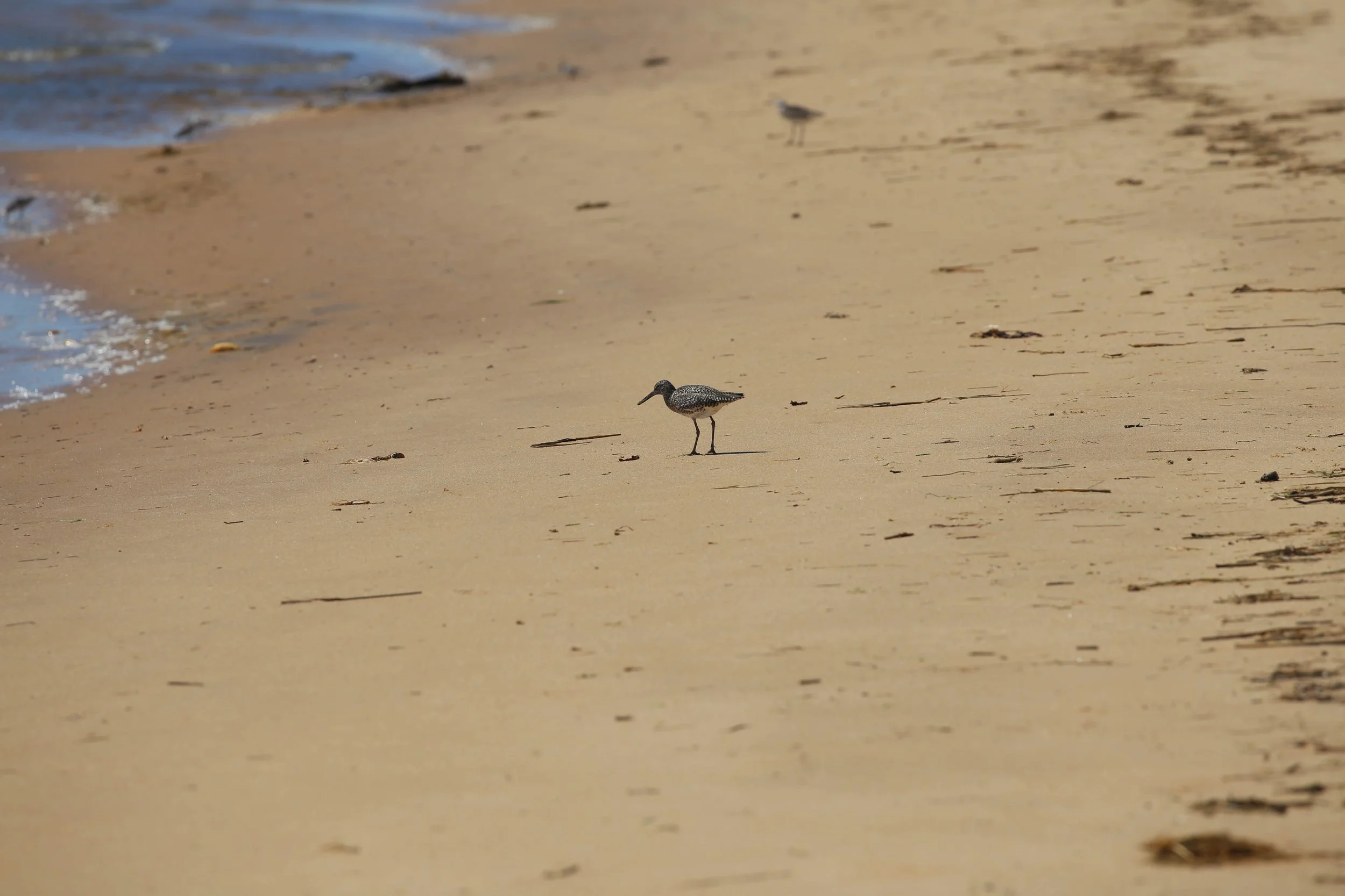 Willet Tringa semipalmata