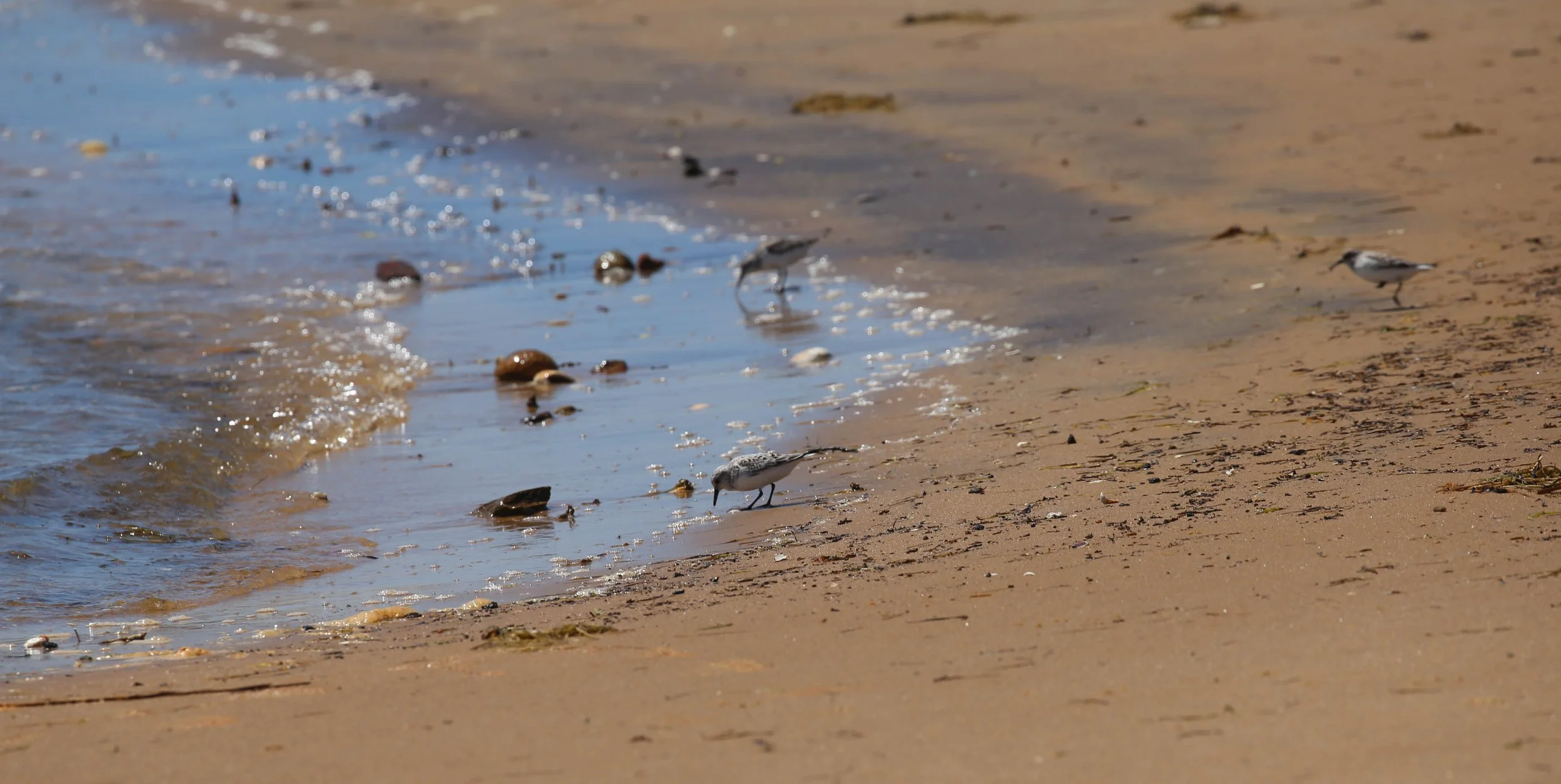 Sanderling, Calidris alba