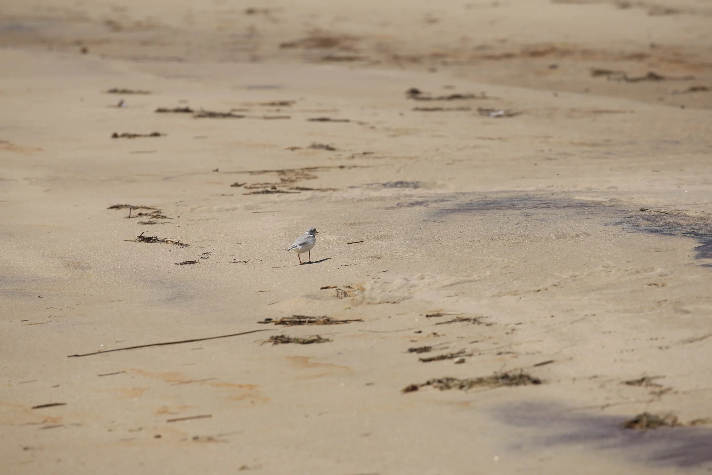 Piping Plover, Charadrius melodus