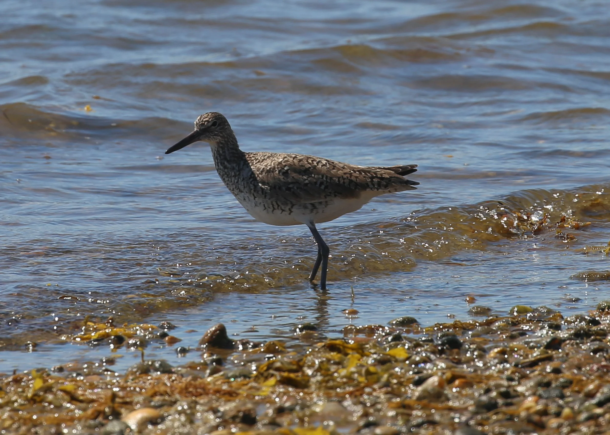Willet, Tringa semipalmata