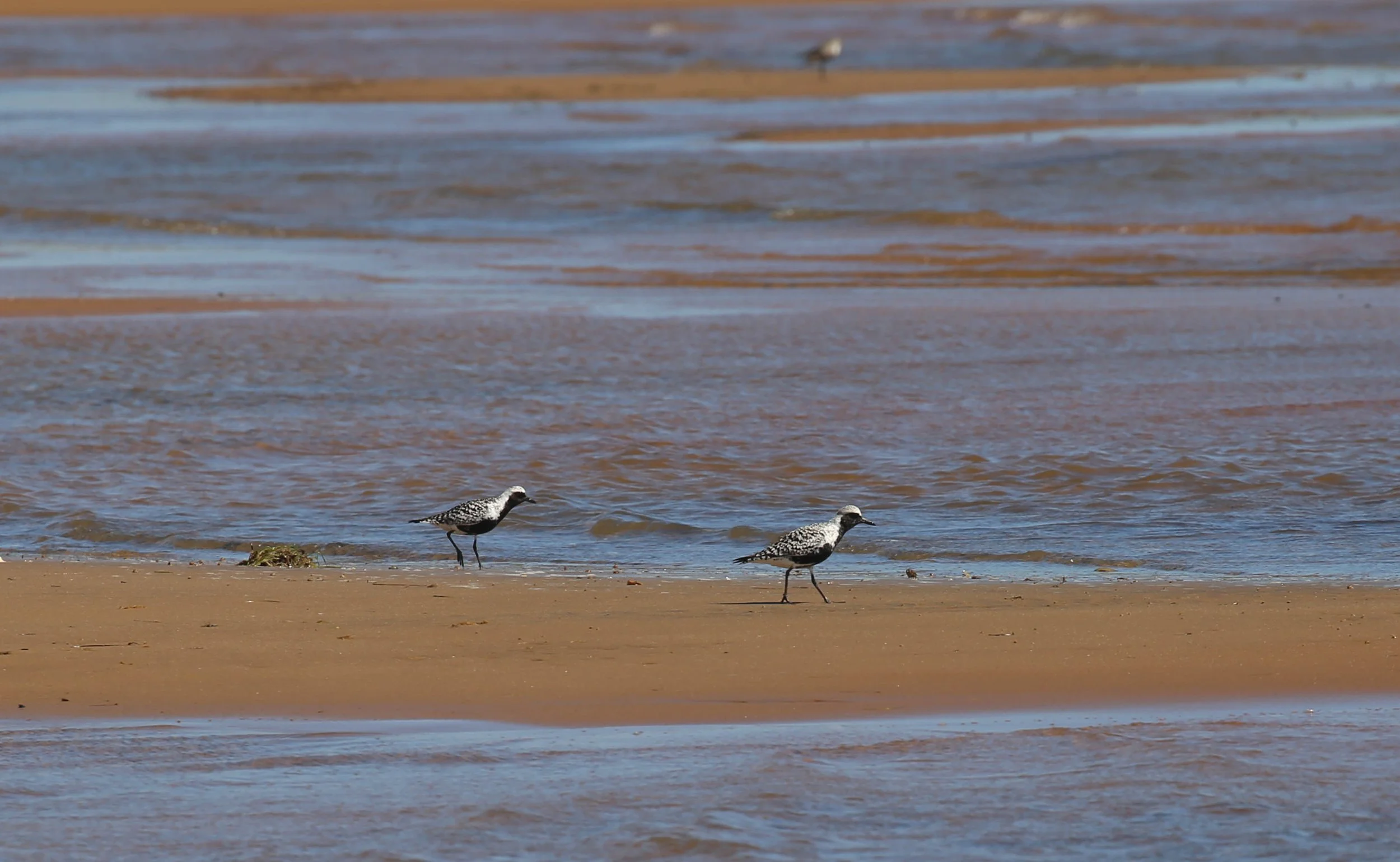 Black-bellied Plover, Pluvialis squatarola