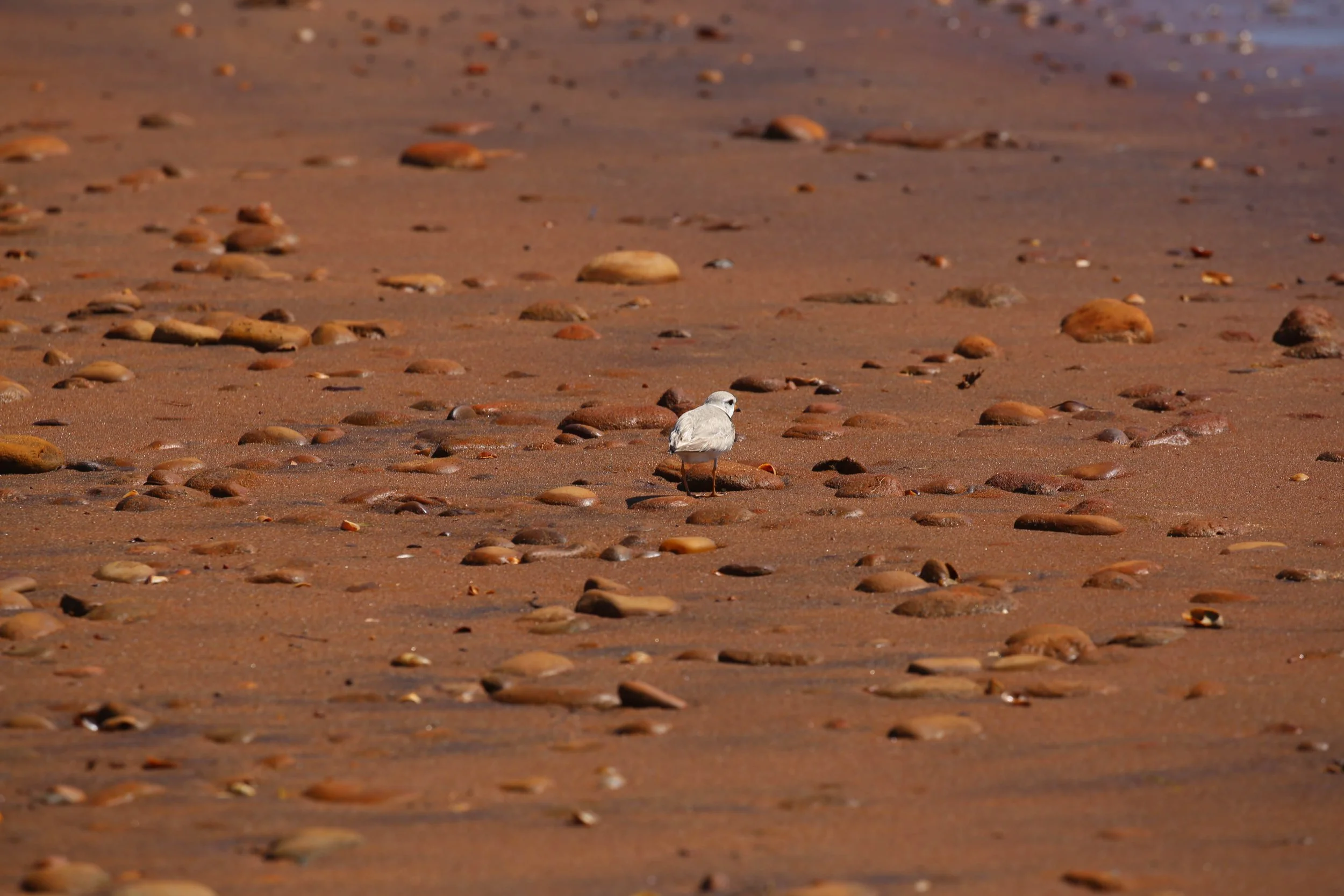 Piping Plover, Charadrius melodus