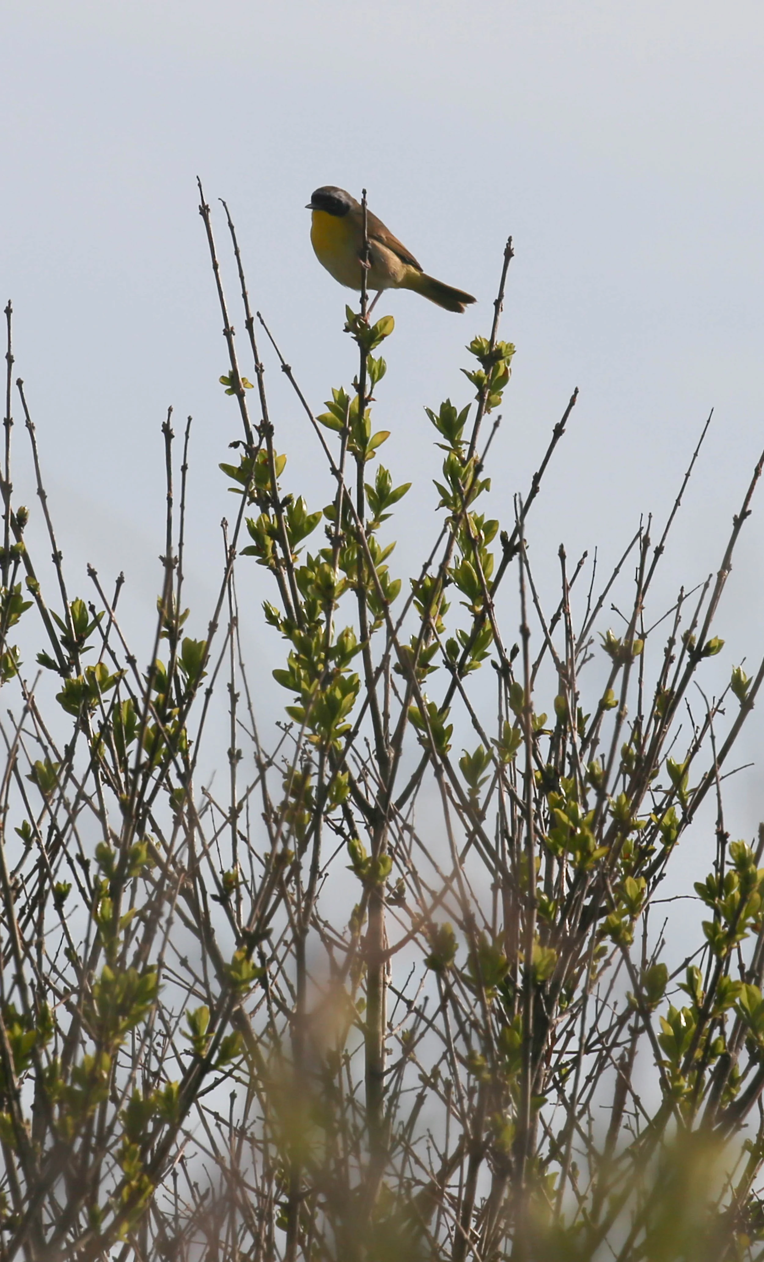 Common Yellowthroat, Geothlypis trichas