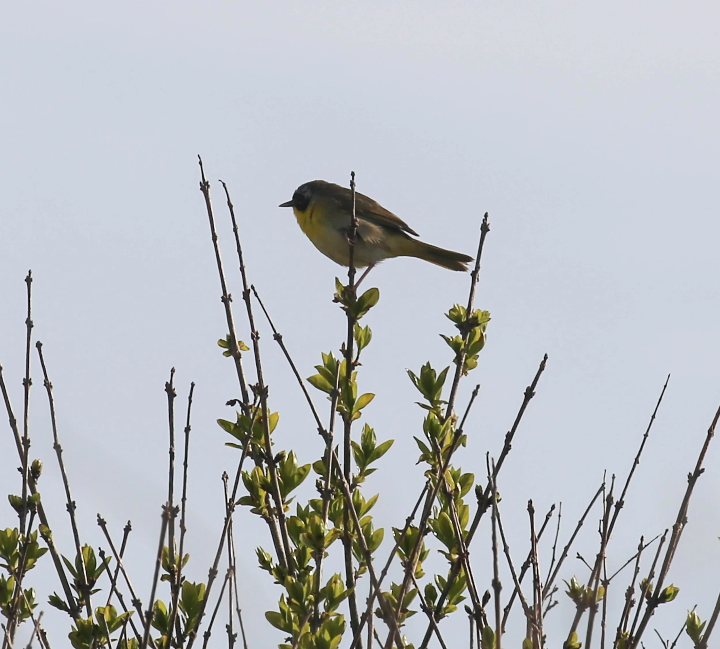 Common Yellowthroat, Geothlypis trichas