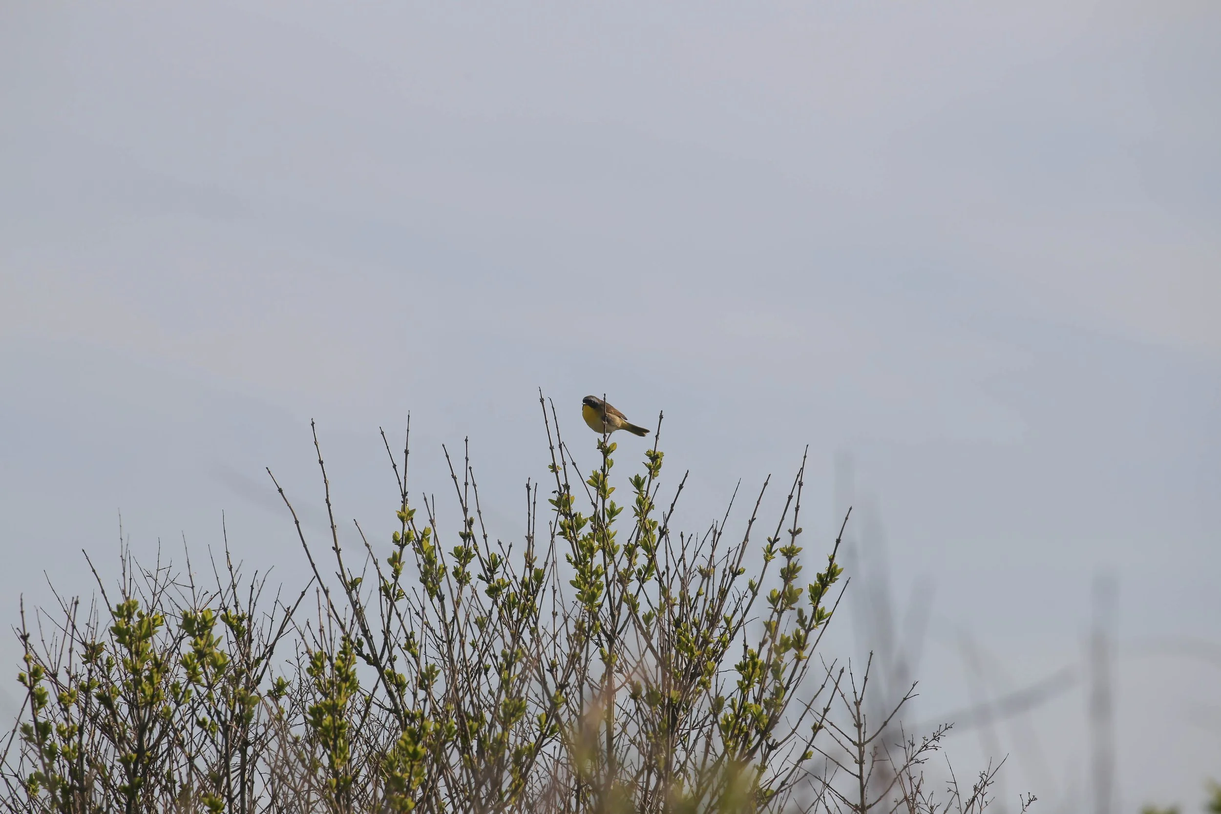 Common Yellowthroat, Geothlypis trichas