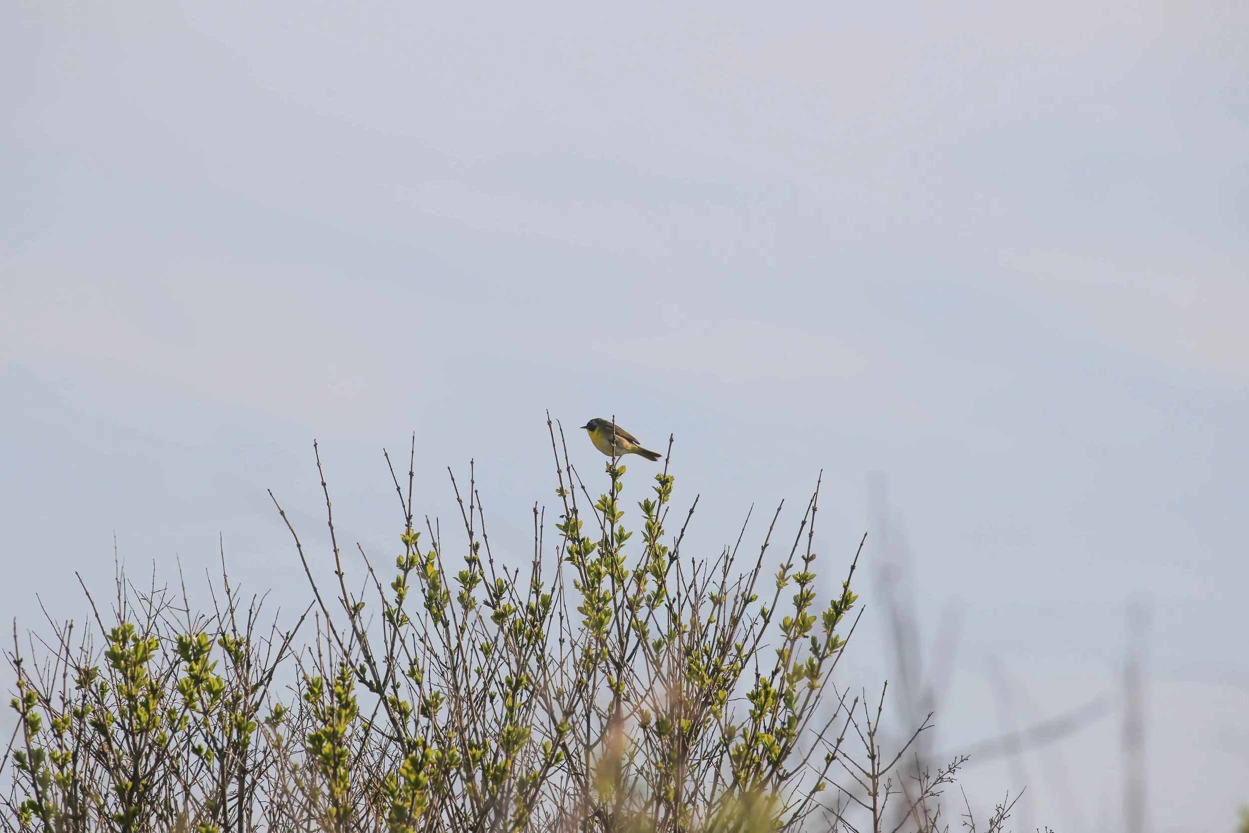 Common Yellowthroat, Geothlypis trichas