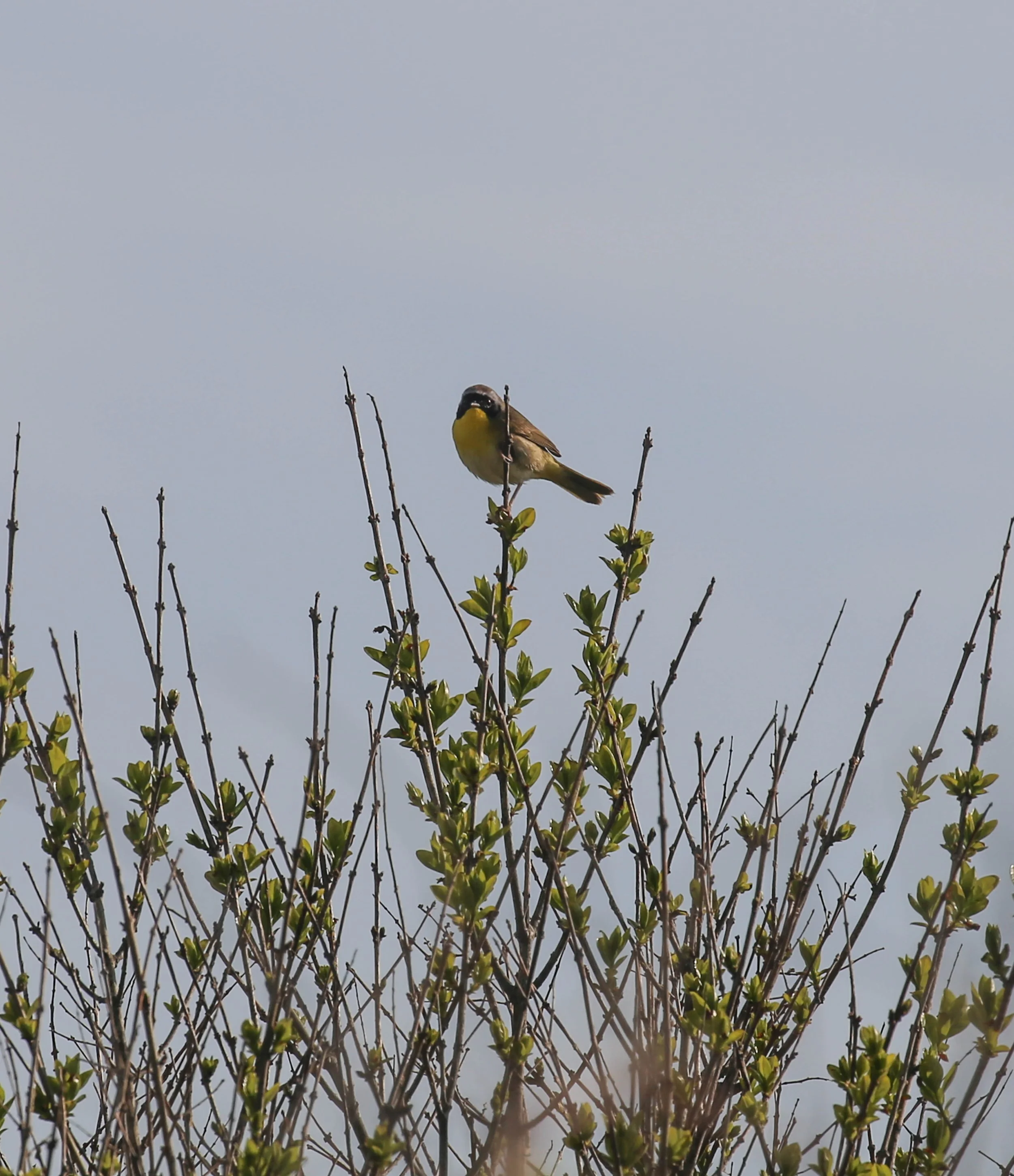 Common Yellowthroat, Geothlypis trichas