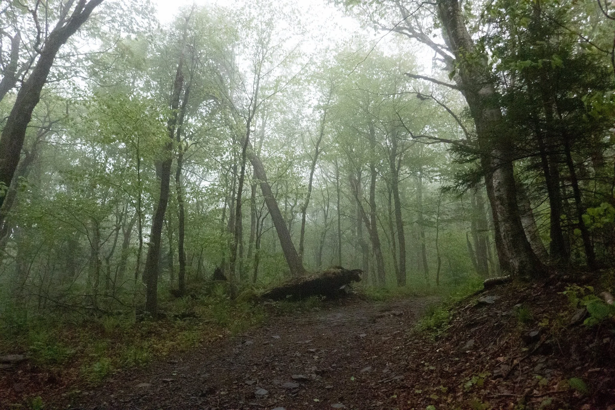 Catskills, Hunter Mountain via Spruceton Trail